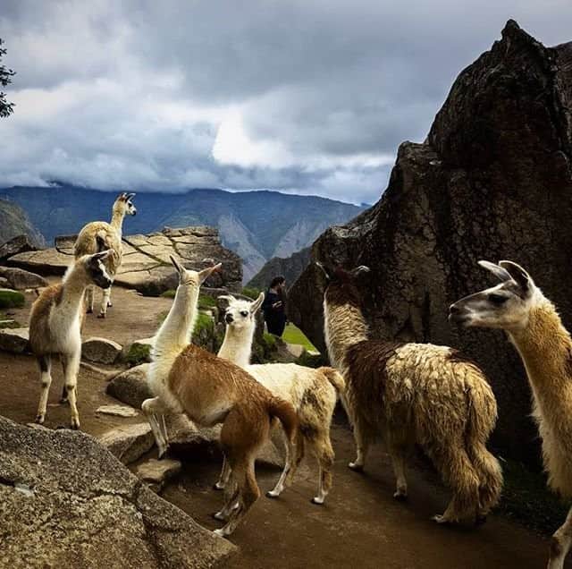 ナショナルジオグラフィックさんのインスタグラム写真 - (ナショナルジオグラフィックInstagram)「Photo by Stephen Alvarez @salvarezphoto | Llamas crowd the trail at the Incan citadel of Machu Picchu. This "lost" city was rediscovered by @natgeo explorer Hiram Bingham. Of course to the Inca, it was never lost, just unknown to the outside world. #llama」5月14日 18時34分 - natgeo