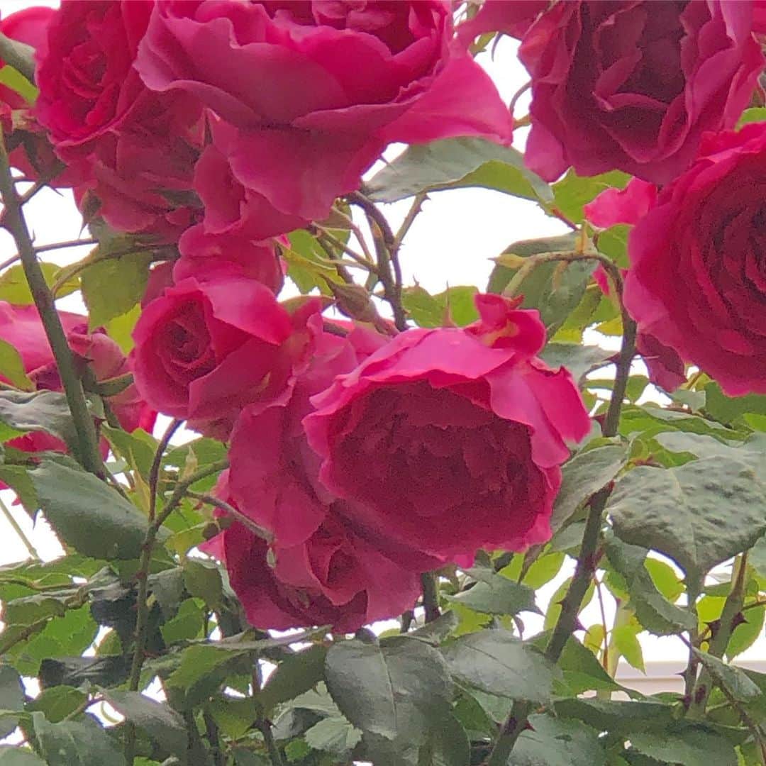佐々木貞江さんのインスタグラム写真 - (佐々木貞江Instagram)「hiroさんの事務所のバラ🌹も 凄く綺麗  必ず💄の色を想像してしまいます  完全に職業病 同じ気持ちの方  いますよね^_^ #懐かしい#毎年楽しみ#薔薇 #佐藤さんありがとう#風が吹きません様に#薔薇好き」5月14日 18時48分 - sadaebam