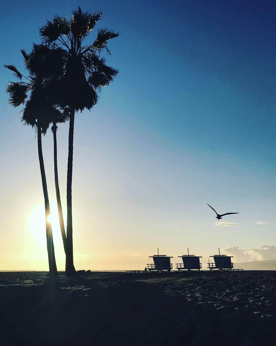 BLUER®︎ -ブルーアーさんのインスタグラム写真 - (BLUER®︎ -ブルーアーInstagram)「SUNSET TIME🌔 ・ また明日🌐🙌🏼☺︎ ☮︎ ☄︎ ・ ・ ・ BLUER STAFF 🛴✨ #bluer #teambluer #bluerco  #カリフォルニア #surf #旅 #サンタモニカ #outdoor #旅好きな人と繋がりたい #海好きな人と繋がりたい #サーフィン #海 #ライフスタイル #サーフィン #sup #ライフセービング #ビーチ #スノーボード #スケートボード #surf #sunset #instagood #sparkjoy #grobe #happysaturday #love #sunset」5月14日 19時09分 - bluer.tokyo