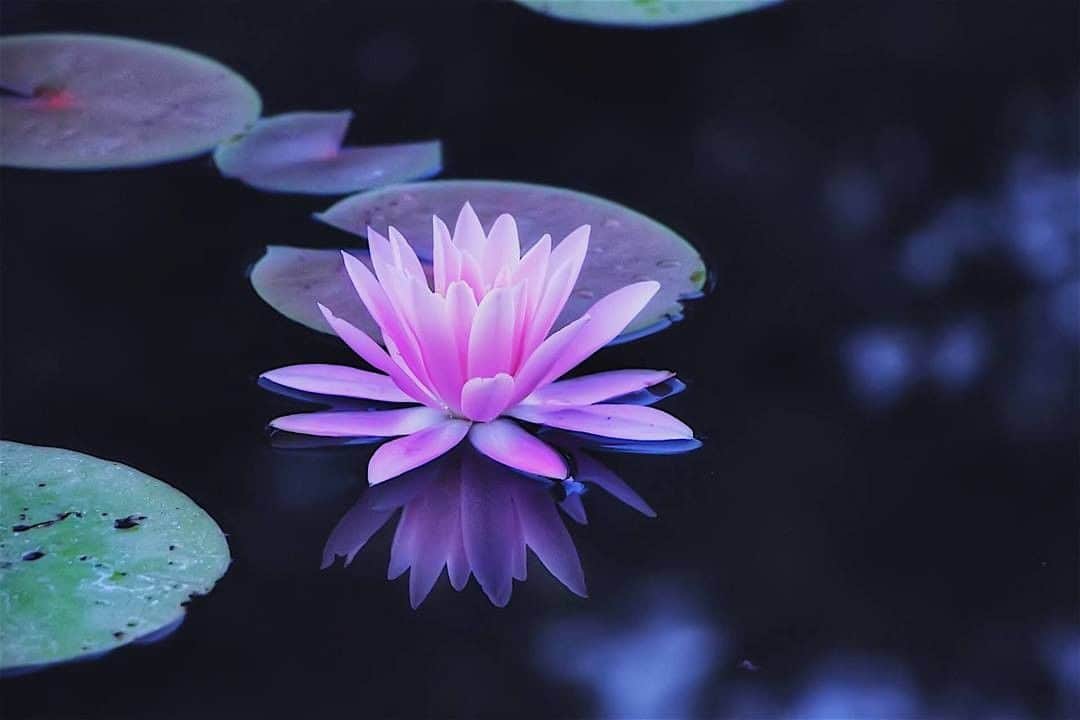 花の写真館のインスタグラム：「Photo by 竹村真貴.⠀ https://www.facebook.com/profile.php?id=100004257668711⠀ .⠀ Original Post[投稿頂いたURL]⠀ https://www.facebook.com/photo.php?fbid=1157231501095428⠀ .⠀ 本アカウントは、 #私の花の写真 をつけてInstagramに投稿された皆さまの花の写真や、「花の写真館」Facebookページで投稿された花の写真を紹介します。⠀ 「花の写真館」Facebookページは、「 @floral.photograph 」のプロフィールにあるURLからご覧ください。⠀ .⠀ #花の写真館 #floralphotograph #floralphoto #flower #flowers #富士フイルム #FUJIFILM⠀ Follow: @floral.photograph」