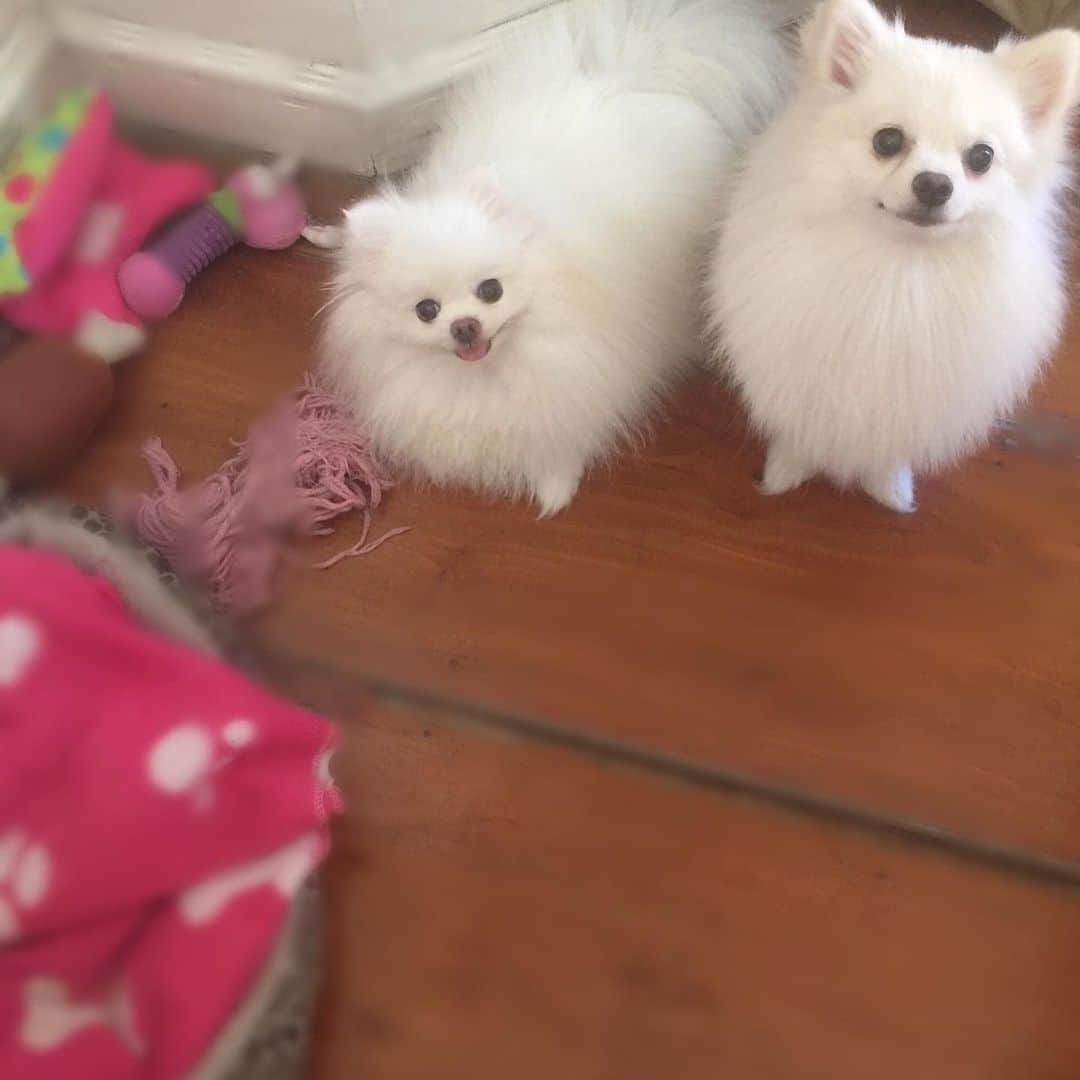 JEWELのインスタグラム：「Pancake on a daily basis bugs me to play with her.She piles up toys beside me when I am getting ready to nap.i already informed her my nap schedule: post breakfast nap,mid morning nap, afternoon nap, mid afternoon nap,after dinner nap and then bed time.So you see I am quite busy 🐶🤣😴 #mymarathonsleep #alldaynap #sorrynotsorry #puppiesofinstagram #dogsofinstagram #dogstagram #pomeranian #pomeranianpage #pom #weeklyfluff #fluffy #instagood #instamood」