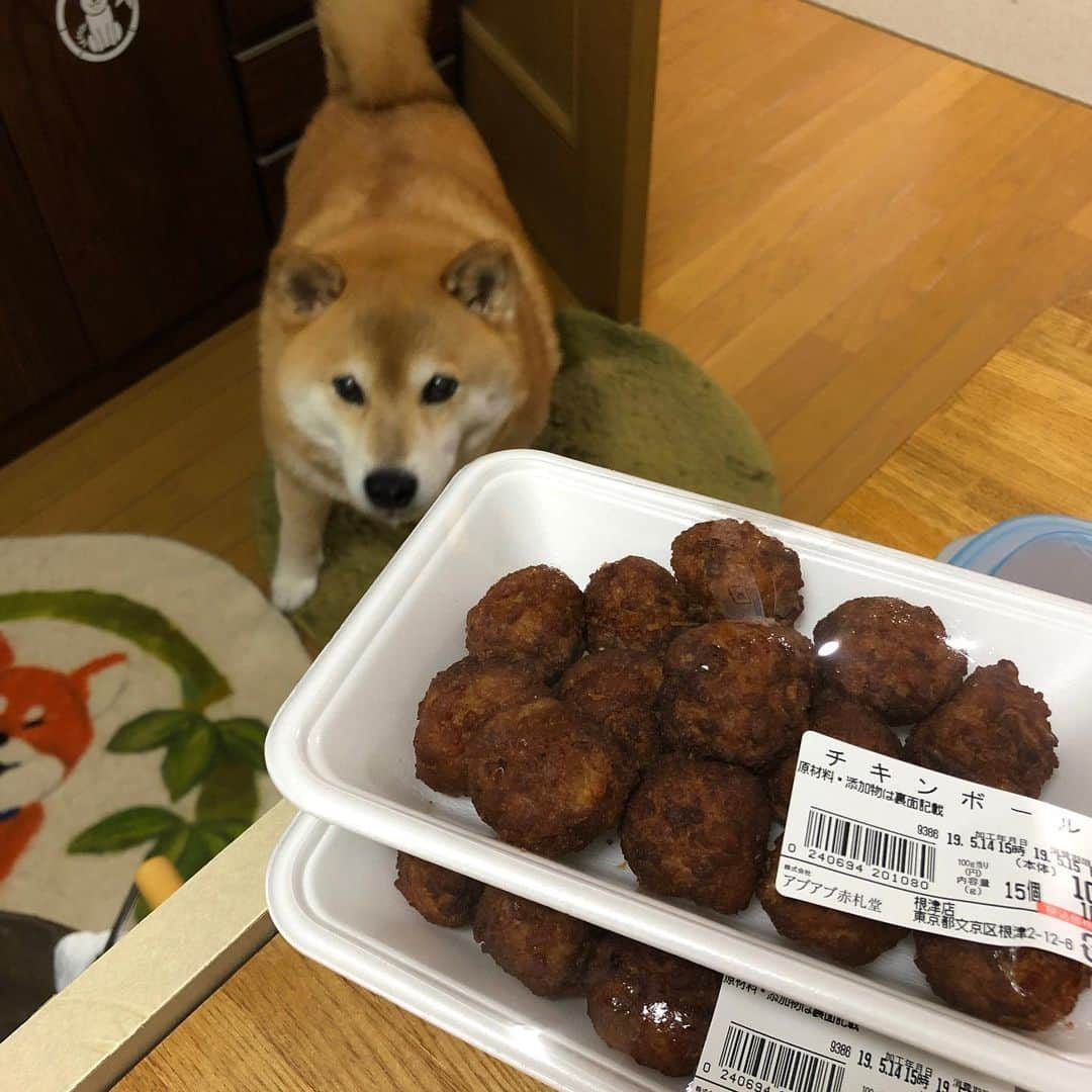 まる（まるたろう）さんのインスタグラム写真 - (まる（まるたろう）Instagram)「Wow! Wow! I am starting to drool looking at this food.✨🐶🤤✨パパ、パパその香りは！あれだよね！ #赤札堂名物 #チキンボール #速攻で売り切れる系 #やばい #いいから早く #落として」5月14日 19時34分 - marutaro