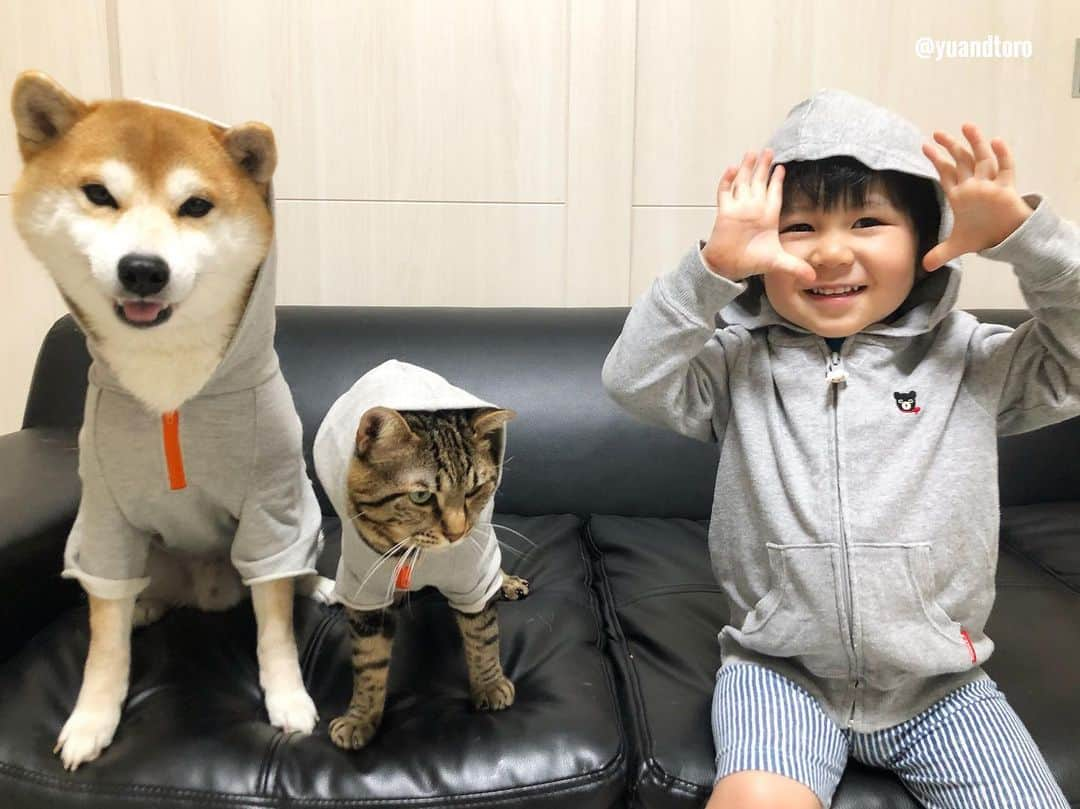 ゆうとろ（柴犬ゆうと猫のとろ）さんのインスタグラム写真 - (ゆうとろ（柴犬ゆうと猫のとろ）Instagram)「Ta-ta has become 1 year and 11 months old. Yu🐶Toro🐱Ta-ta👶 . #ゆうとろ三男坊、昨日1歳11ヶ月になりました。 みんなでお揃い灰色パーカーだよー😆 #ゆうとろ3兄弟シリーズ  #1歳最後の記念撮影 #来月とうとう2歳 #ゆうも来月4歳なるよー！ . #ゆうとろママの育児のひとり言  8ヶ月頃からイヤイヤが始まって、落ち着いて、またイヤイヤ期再発。 そしてなぜか夜泣きも再発。 元気がありあまってるので解消させようとスイミングと体操教室を始めたものの、さらに体力がつくっていう😂 口も達者で力も強いので、最近育児が辛いです😢 実母にヘルプしたり、実家に帰ったりして毎日ギリギリで乗り越えてます😢 イヤイヤ期って、親として色々試されてる気がします。 育児を楽しむって本当難しい。 とはいえ、とにかく元気いっぱいでほぼ病気知らずのは本当ありがたいです☺️」5月14日 19時35分 - yuandtoro