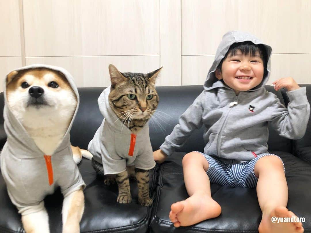 ゆうとろ（柴犬ゆうと猫のとろ）さんのインスタグラム写真 - (ゆうとろ（柴犬ゆうと猫のとろ）Instagram)「Ta-ta has become 1 year and 11 months old. Yu🐶Toro🐱Ta-ta👶 . #ゆうとろ三男坊、昨日1歳11ヶ月になりました。 みんなでお揃い灰色パーカーだよー😆 #ゆうとろ3兄弟シリーズ  #1歳最後の記念撮影 #来月とうとう2歳 #ゆうも来月4歳なるよー！ . #ゆうとろママの育児のひとり言  8ヶ月頃からイヤイヤが始まって、落ち着いて、またイヤイヤ期再発。 そしてなぜか夜泣きも再発。 元気がありあまってるので解消させようとスイミングと体操教室を始めたものの、さらに体力がつくっていう😂 口も達者で力も強いので、最近育児が辛いです😢 実母にヘルプしたり、実家に帰ったりして毎日ギリギリで乗り越えてます😢 イヤイヤ期って、親として色々試されてる気がします。 育児を楽しむって本当難しい。 とはいえ、とにかく元気いっぱいでほぼ病気知らずのは本当ありがたいです☺️」5月14日 19時35分 - yuandtoro