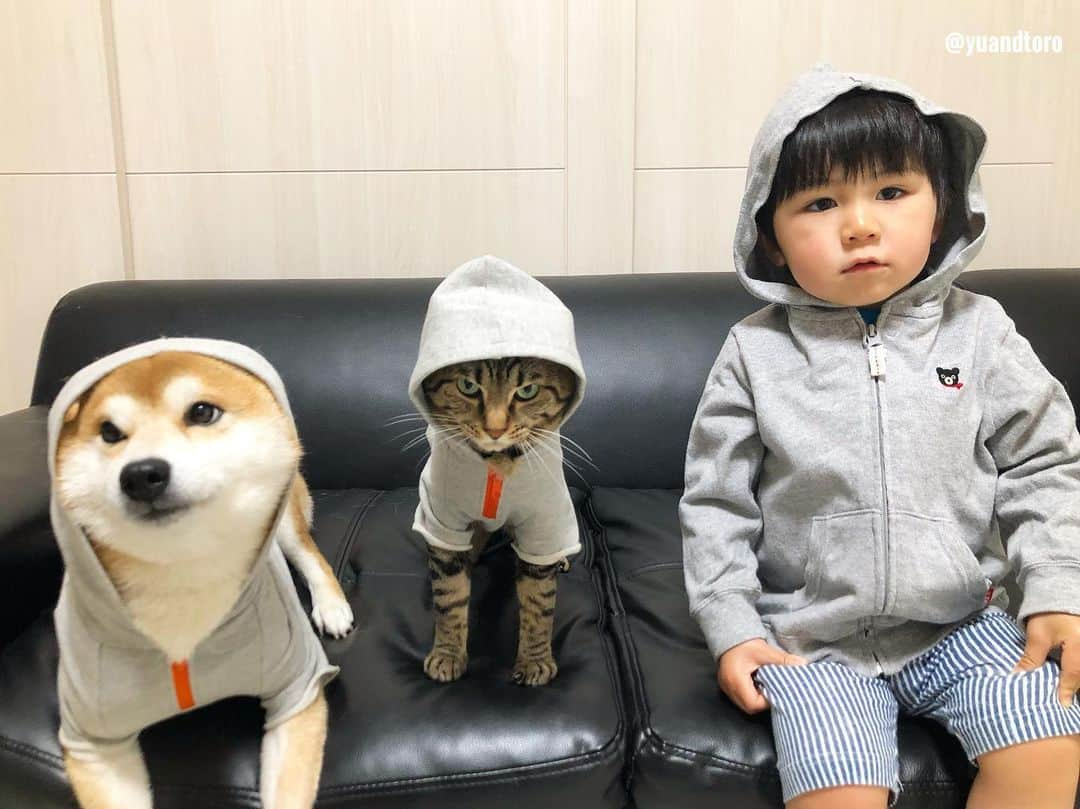 ゆうとろ（柴犬ゆうと猫のとろ）さんのインスタグラム写真 - (ゆうとろ（柴犬ゆうと猫のとろ）Instagram)「Ta-ta has become 1 year and 11 months old. Yu🐶Toro🐱Ta-ta👶 . #ゆうとろ三男坊、昨日1歳11ヶ月になりました。 みんなでお揃い灰色パーカーだよー😆 #ゆうとろ3兄弟シリーズ  #1歳最後の記念撮影 #来月とうとう2歳 #ゆうも来月4歳なるよー！ . #ゆうとろママの育児のひとり言  8ヶ月頃からイヤイヤが始まって、落ち着いて、またイヤイヤ期再発。 そしてなぜか夜泣きも再発。 元気がありあまってるので解消させようとスイミングと体操教室を始めたものの、さらに体力がつくっていう😂 口も達者で力も強いので、最近育児が辛いです😢 実母にヘルプしたり、実家に帰ったりして毎日ギリギリで乗り越えてます😢 イヤイヤ期って、親として色々試されてる気がします。 育児を楽しむって本当難しい。 とはいえ、とにかく元気いっぱいでほぼ病気知らずのは本当ありがたいです☺️」5月14日 19時35分 - yuandtoro