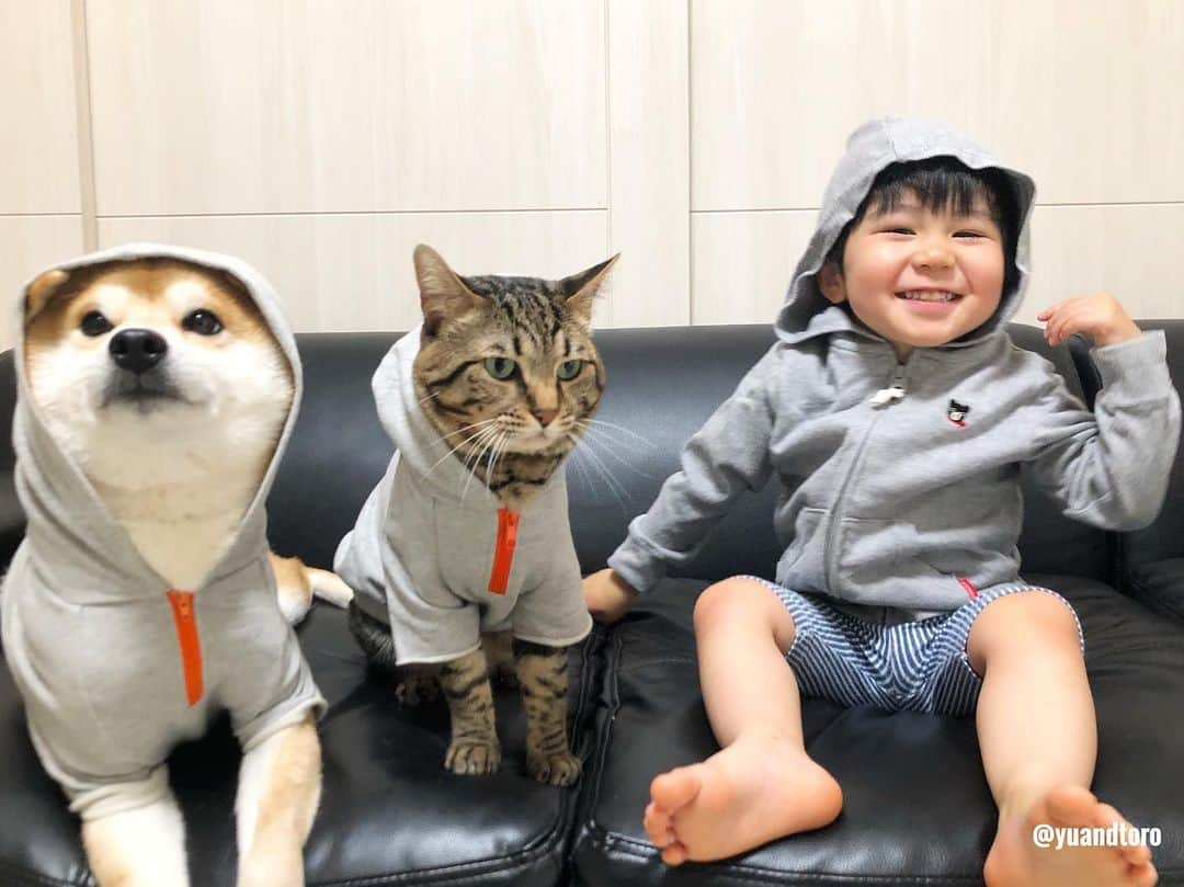 のインスタグラム：「Ta-ta has become 1 year and 11 months old. Yu🐶Toro🐱Ta-ta👶 . #ゆうとろ三男坊、昨日1歳11ヶ月になりました。 みんなでお揃い灰色パーカーだよー😆 #ゆうとろ3兄弟シリーズ  #1歳最後の記念撮影 #来月とうとう2歳 #ゆうも来月4歳なるよー！ . #ゆうとろママの育児のひとり言  8ヶ月頃からイヤイヤが始まって、落ち着いて、またイヤイヤ期再発。 そしてなぜか夜泣きも再発。 元気がありあまってるので解消させようとスイミングと体操教室を始めたものの、さらに体力がつくっていう😂 口も達者で力も強いので、最近育児が辛いです😢 実母にヘルプしたり、実家に帰ったりして毎日ギリギリで乗り越えてます😢 イヤイヤ期って、親として色々試されてる気がします。 育児を楽しむって本当難しい。 とはいえ、とにかく元気いっぱいでほぼ病気知らずのは本当ありがたいです☺️」