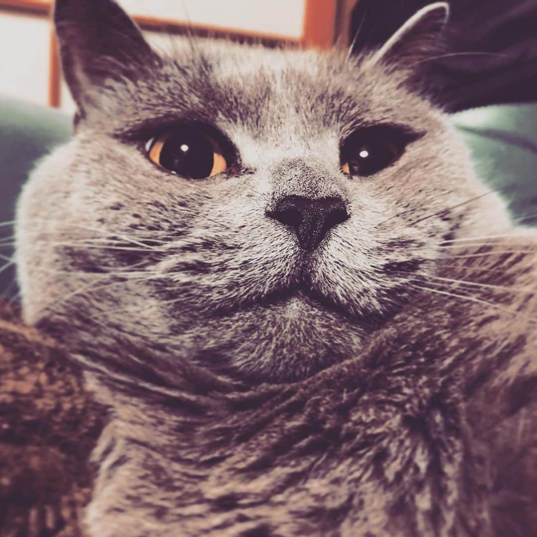 チキン南蛮カレーのルウ王子のグルメインスタ