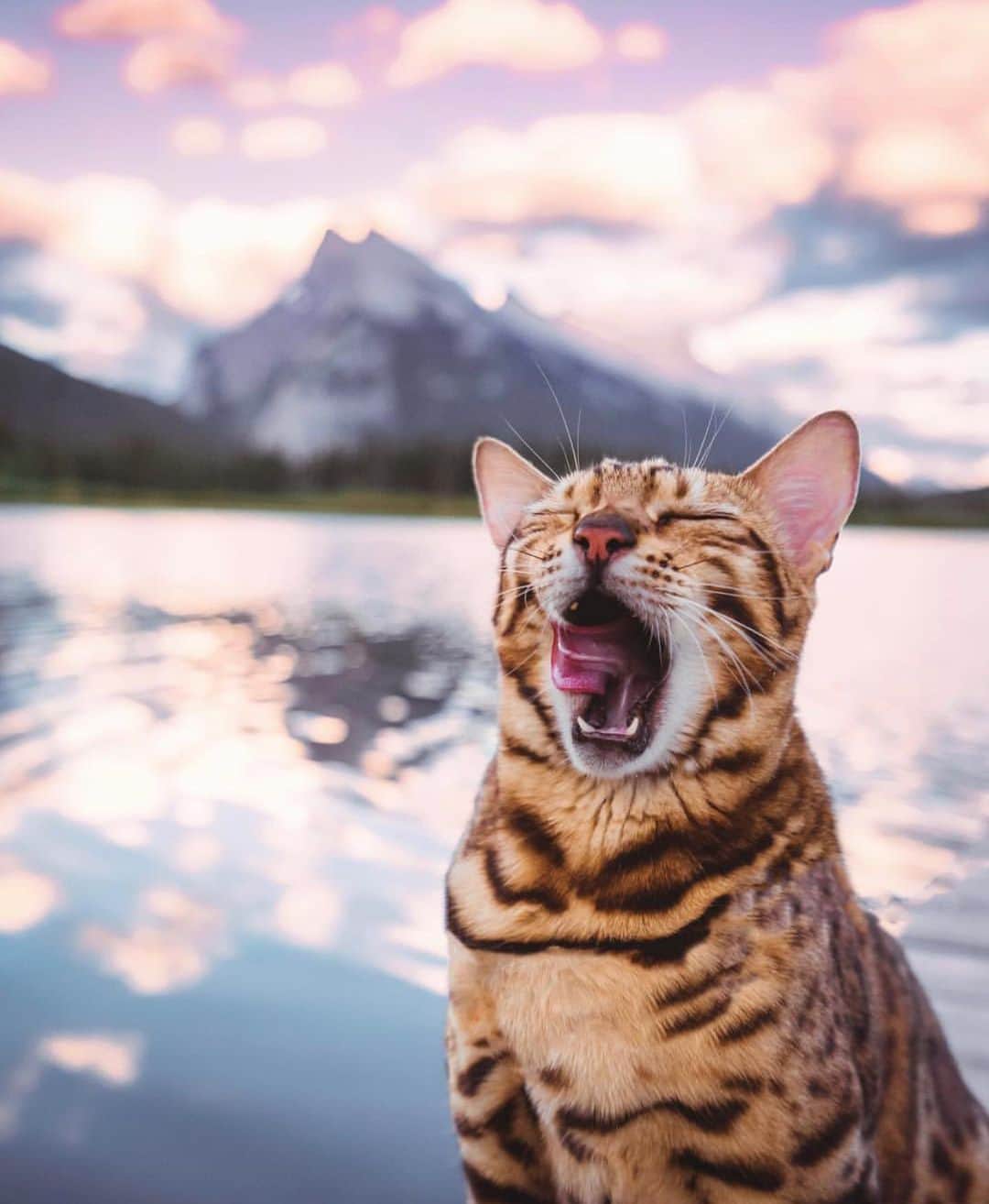 Canon Photographyさんのインスタグラム写真 - (Canon PhotographyInstagram)「Getting up for the sunrise shoot.. Photography | @sukiicat  #lake #mountain #cats」5月14日 19時44分 - cpcollectives