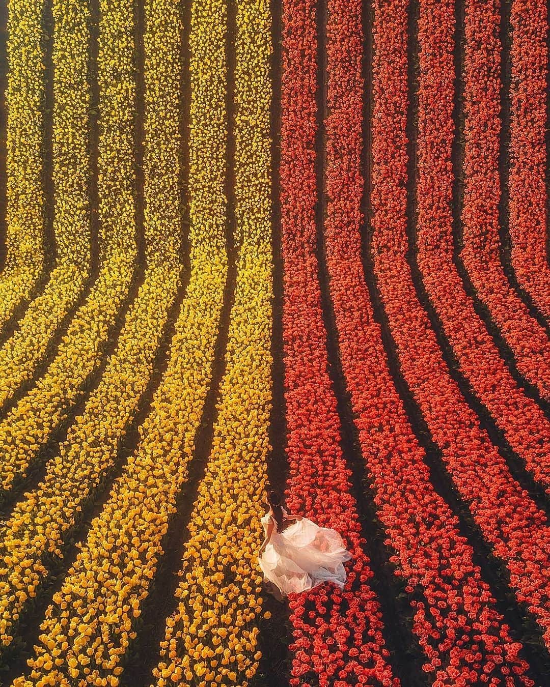 キャセイパシフィック航空さんのインスタグラム写真 - (キャセイパシフィック航空Instagram)「Spring is definitely in the air when #KeukenhofGardens blooms into a rainbow of colour. @harimaolee shares some advice: ‘If you want to tulip-hunt in #Lisse, it’s better to rent a car. It’s only about 30 minutes from #Amsterdam, and searching by car is more efficient.’ What discoveries have you made while exploring? Share your #traveltips with us. ⠀⠀⠀⠀⠀⠀ ⠀⠀⠀⠀⠀⠀⠀⠀⠀ #荷蘭 #庫肯霍夫公園 的鬱金香繽紛綻放，瀰漫著春日氣息。@harimaolee 分享其遊覽 #利瑟 小鎮的小貼士：在 #阿姆斯特丹 租車前往，約30分鐘車程即可擁抱這片鬱金香花海。你又有哪些旅遊小貼士要與我們分享呢？ ⠀⠀⠀⠀⠀⠀⠀⠀⠀ Credit: @harimaolee」5月14日 19時46分 - cathaypacific