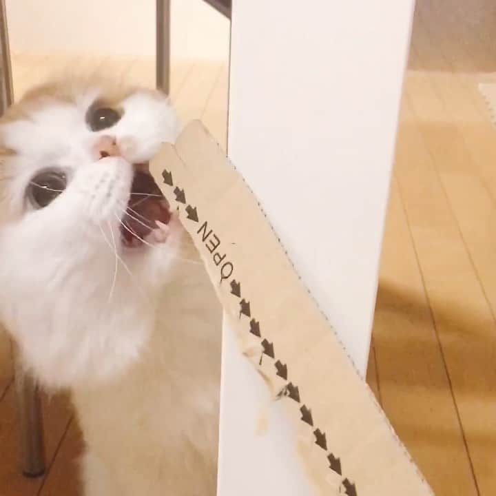 gammy08のインスタグラム：「か、か、か、かわいいー❤️と毎回なるやつ」