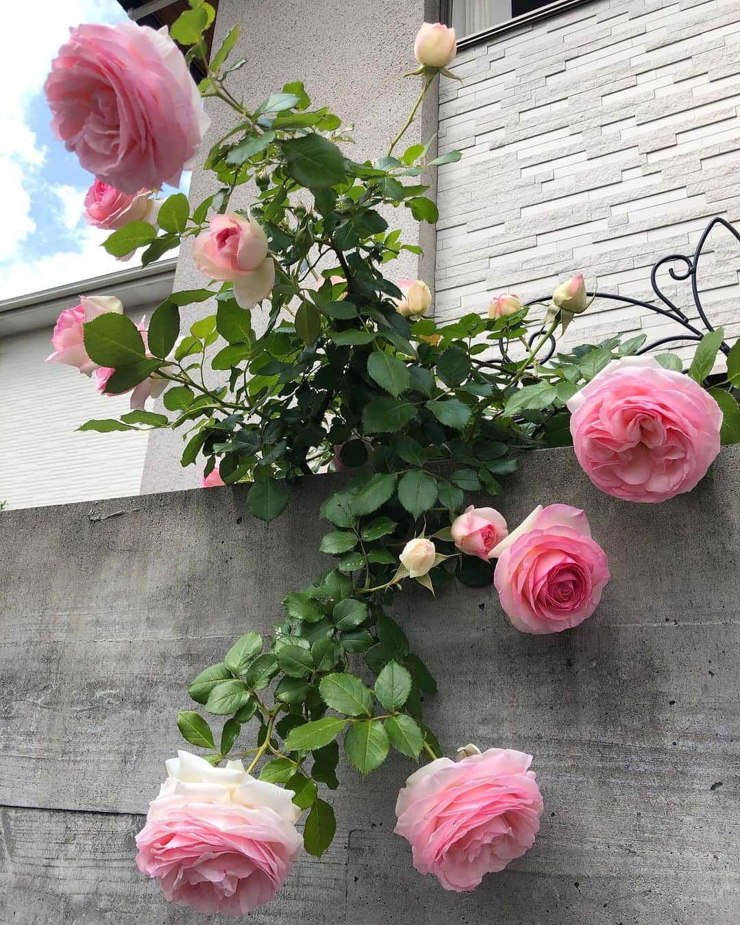 SHOKOさんのインスタグラム写真 - (SHOKOInstagram)「来週は @SforShoko 展示会！準備を進めています。5/24(金), 25(土)のお昼前後は私も会場にいる予定なので、皆さまぜひ会いにいらして下さい✨ 写真は、お散歩中に見つけた#Roses 💗グラデーションが綺麗。バラの香りも好き。」5月14日 19時54分 - shoko_london