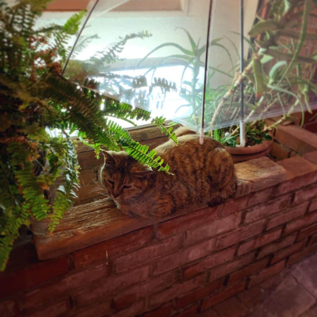 奥山レイカのインスタグラム：「のら猫ちゃん。 #ねこ #ねこすたぐらむ #のらねこ #雨の日 #おねこさま」