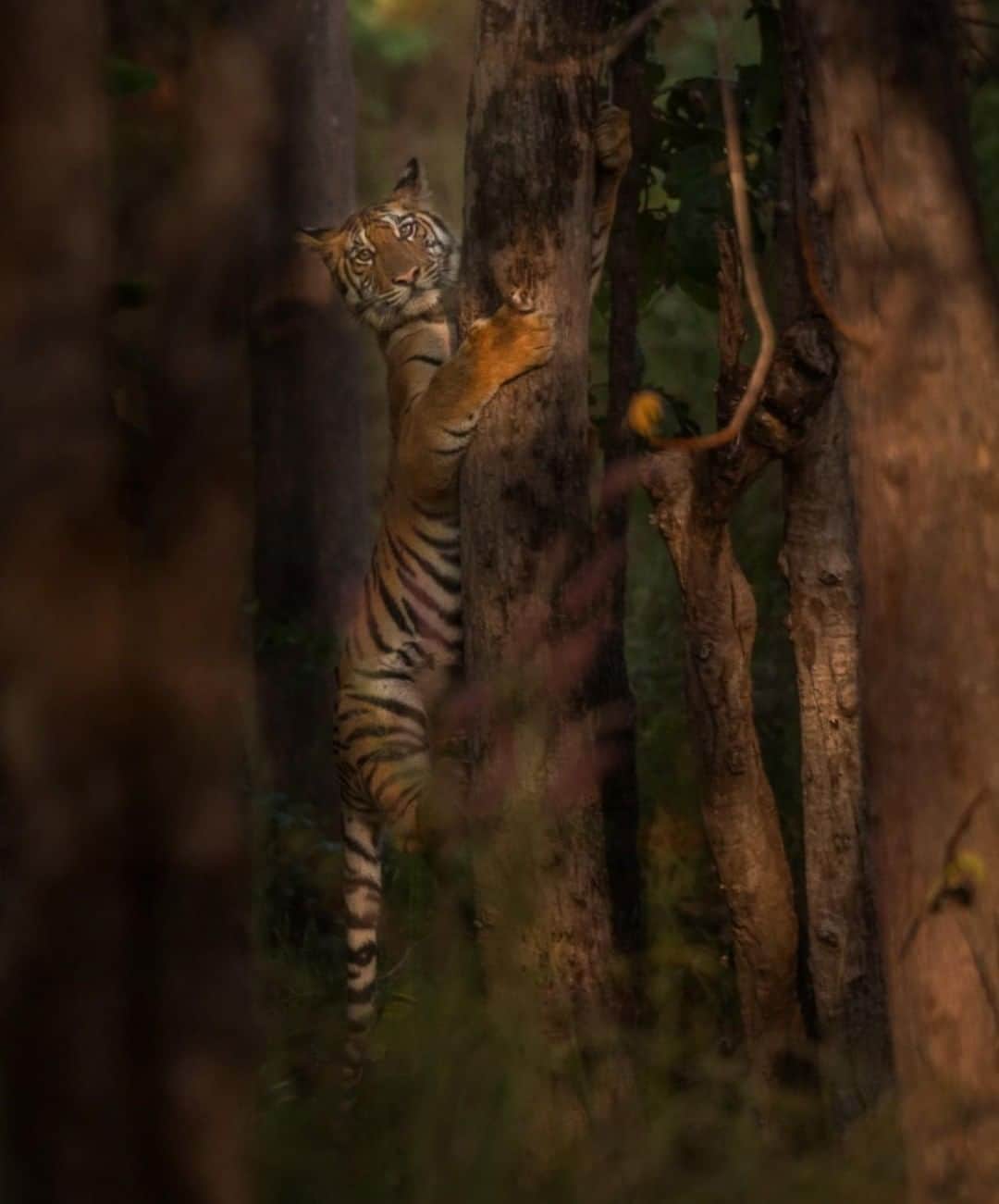 Discoveryさんのインスタグラム写真 - (DiscoveryInstagram)「“The stuntman of Khursapar.” 🐅 📸 + caption by Ajit Kulkarni (@Ajit.Kulkarni48.ak) . . . . . #TigerTuesday #instanature #nature #naturephotography #wildlifephotography #ProjectCAT #bigcats #tigers」5月14日 20時38分 - discovery