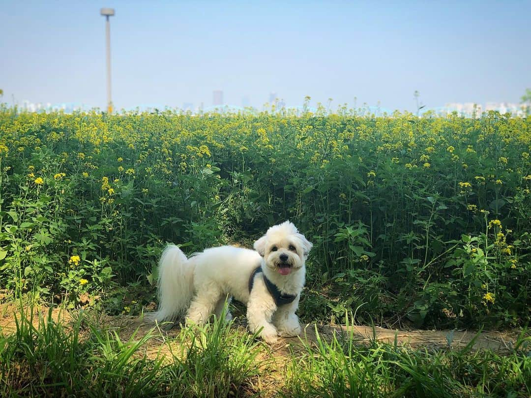 イ・ハニさんのインスタグラム写真 - (イ・ハニInstagram)「. . 청년감사. . 2019. 봄.🌼 . #gamsaandheyyo」5月14日 20時39分 - honey_lee32