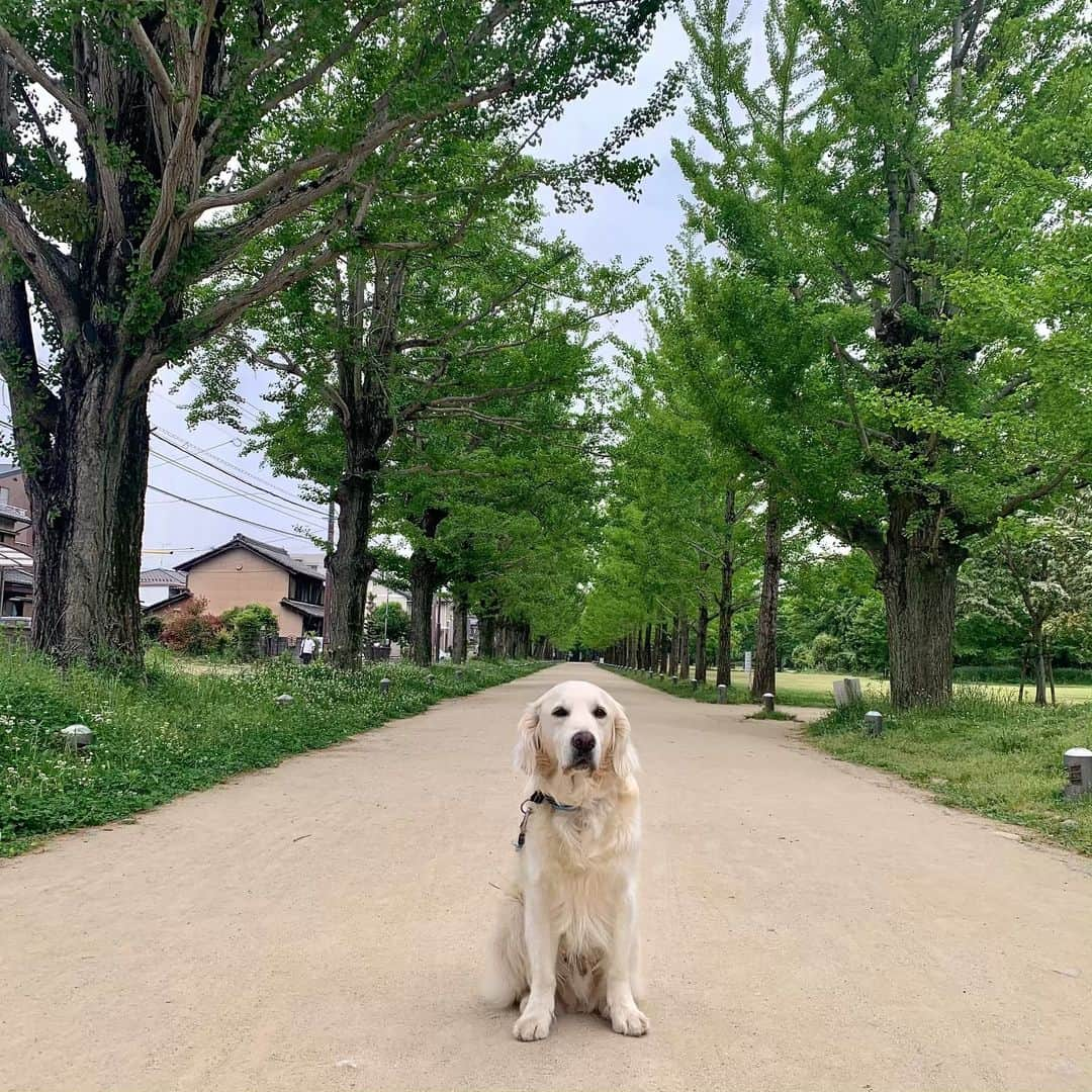 P太郎ママさんのインスタグラム写真 - (P太郎ママInstagram)「雨予報だったので。 朝も早よから散歩、散歩。 まだ誰もおらんーーー。 #ゴールデンレトリバー  #goldenretriever  降り出す前にミッション完了！」5月14日 20時40分 - ptarodada