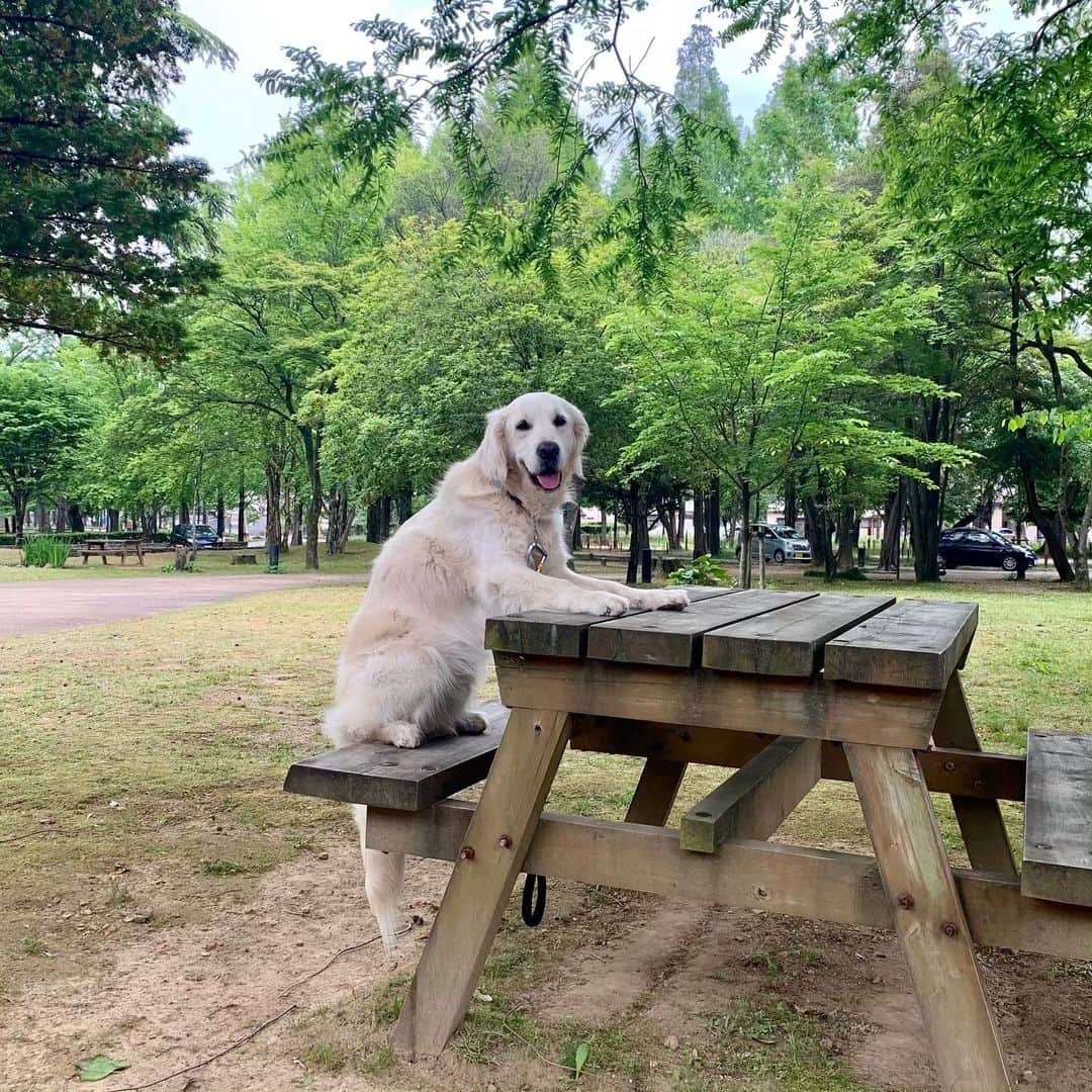 P太郎ママさんのインスタグラム写真 - (P太郎ママInstagram)「雨予報だったので。 朝も早よから散歩、散歩。 まだ誰もおらんーーー。 #ゴールデンレトリバー  #goldenretriever  降り出す前にミッション完了！」5月14日 20時40分 - ptarodada