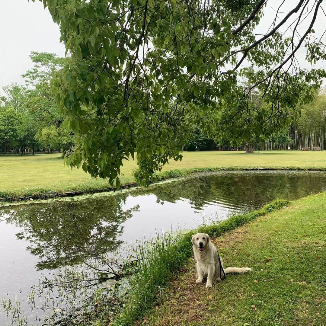 P太郎ママさんのインスタグラム写真 - (P太郎ママInstagram)「雨予報だったので。 朝も早よから散歩、散歩。 まだ誰もおらんーーー。 #ゴールデンレトリバー  #goldenretriever  降り出す前にミッション完了！」5月14日 20時40分 - ptarodada