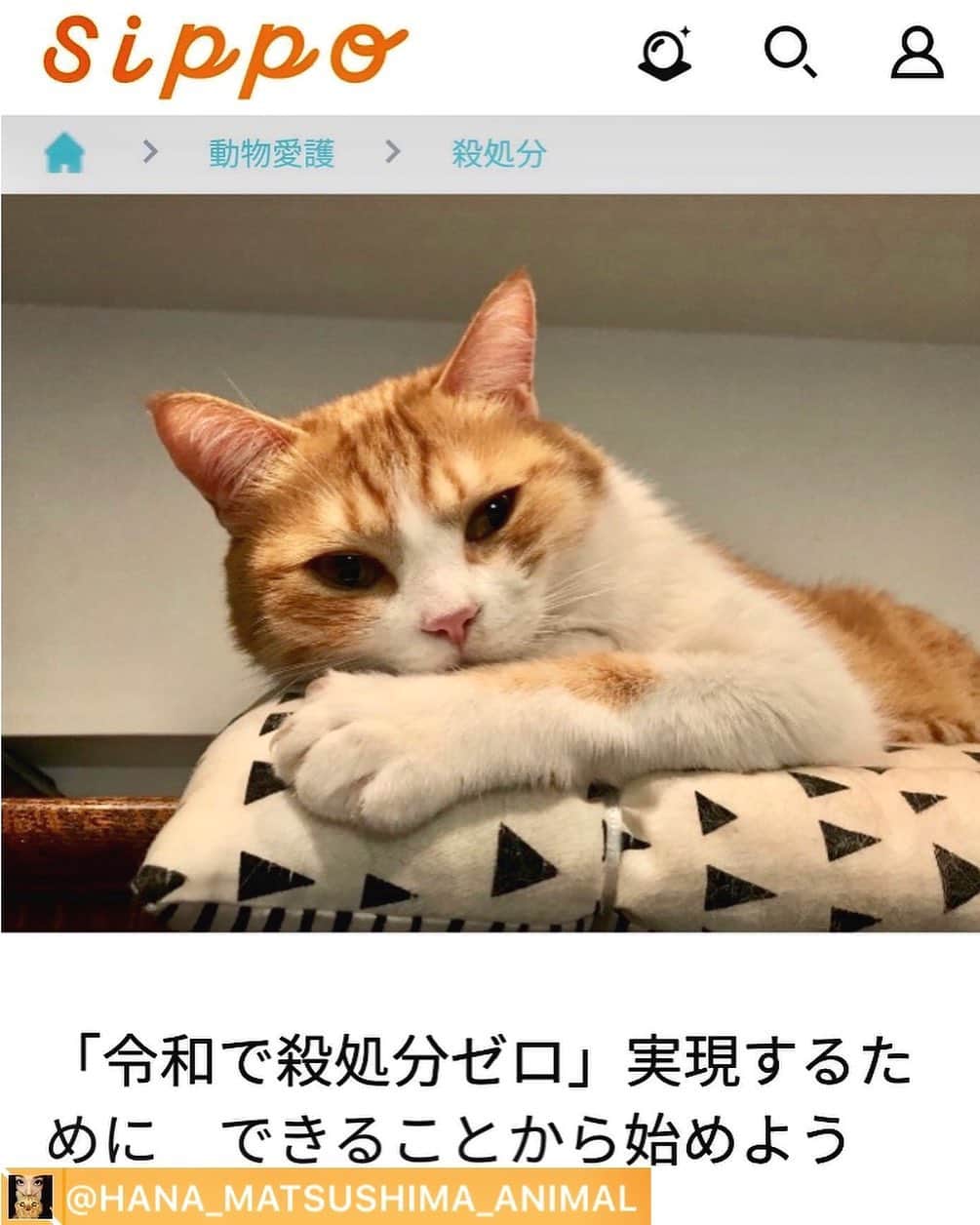 松島花さんのインスタグラム写真 - (松島花Instagram)「: 朝日新聞のペットサイト〝sippo〟での 私の連載 「猫のいる幸せ」の第7回目が 本日アップされました🐈❤️🐕 読んで頂けたら嬉しいです🐾 : 今回は @hana_matsushima_animal のアカウントを 始めて先月の18日で1年になったことで… 保護活動を始めて改めて知ったことや感じたこと、 今後の課題などについて書かせて頂きました🐾 : #sippo #朝日新聞 #朝日デジタル  #連載 #猫のいる幸せ #ペットサイト #ごろりん #ゴメズ #フェスター  #保護猫 #元保護猫 #元野良猫  #負傷猫 #花にゃんず #花アニマル #東京都動物愛護相談センター出身  #命の期限 #殺処分ゼロ #殺処分反対 #指1本でできるボランティア」5月14日 20時40分 - hana_matsushima_official