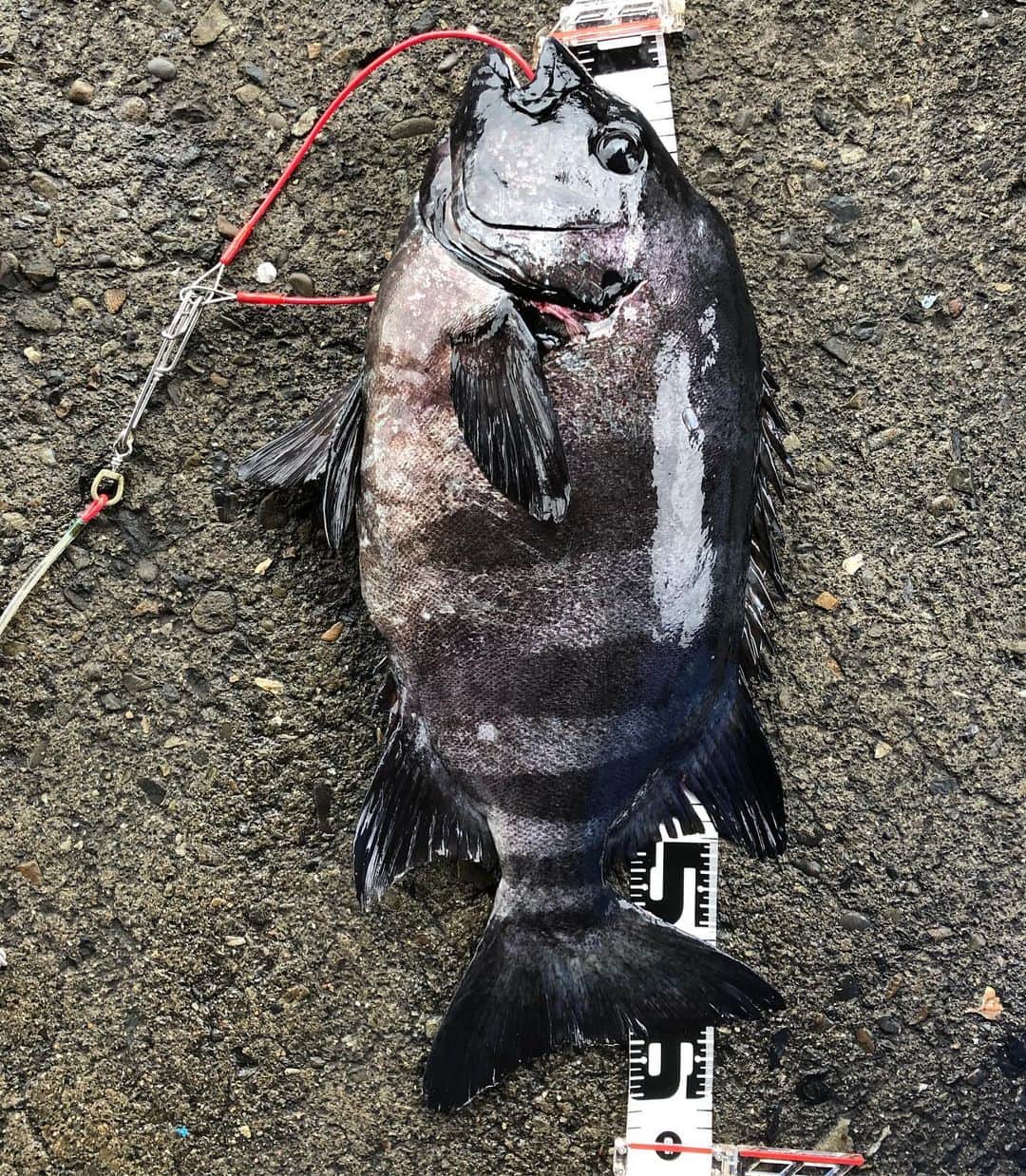 和田 一浩さんのインスタグラム写真 - (和田 一浩Instagram)「今日は錦漁港から坂口渡船で磯釣りに行きました。昼前から海は荒れて大雨。自己新の石鯛64センチ。鬼ヤドカリで釣りました。 #坂口渡船 #磯釣り #鬼ヤドカリ #石鯛 #和田一浩」5月14日 20時44分 - wadakazuhiro