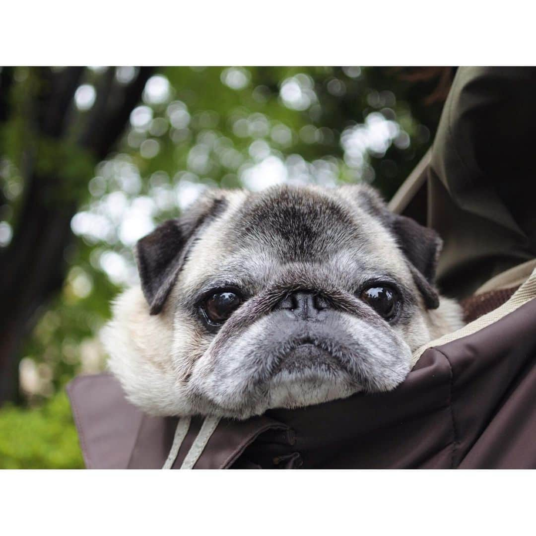 八兵衛さんのインスタグラム写真 - (八兵衛Instagram)「Hachibei in a sling bag🦘☂️ * * 溢れる感✨ * * パピーの頃から使ってる スリング。 最近じゃ満杯です🐖🐖🐖 * * #肩痛い #腰痛い w👵🏻 #ほぼ黒パグ #おじいちゃん犬 #パグ #pug #puggy #puglife #puglove #petstagram #pugstagram #pugsofinstagram #pugs #dog #ふわもこ部  @igersjp #IGersJP #east_dog_japan #pecoイヌ部 #八兵衛 #はちべえ #朝ワンコ夕ニャンコ」5月14日 20時45分 - huxxi