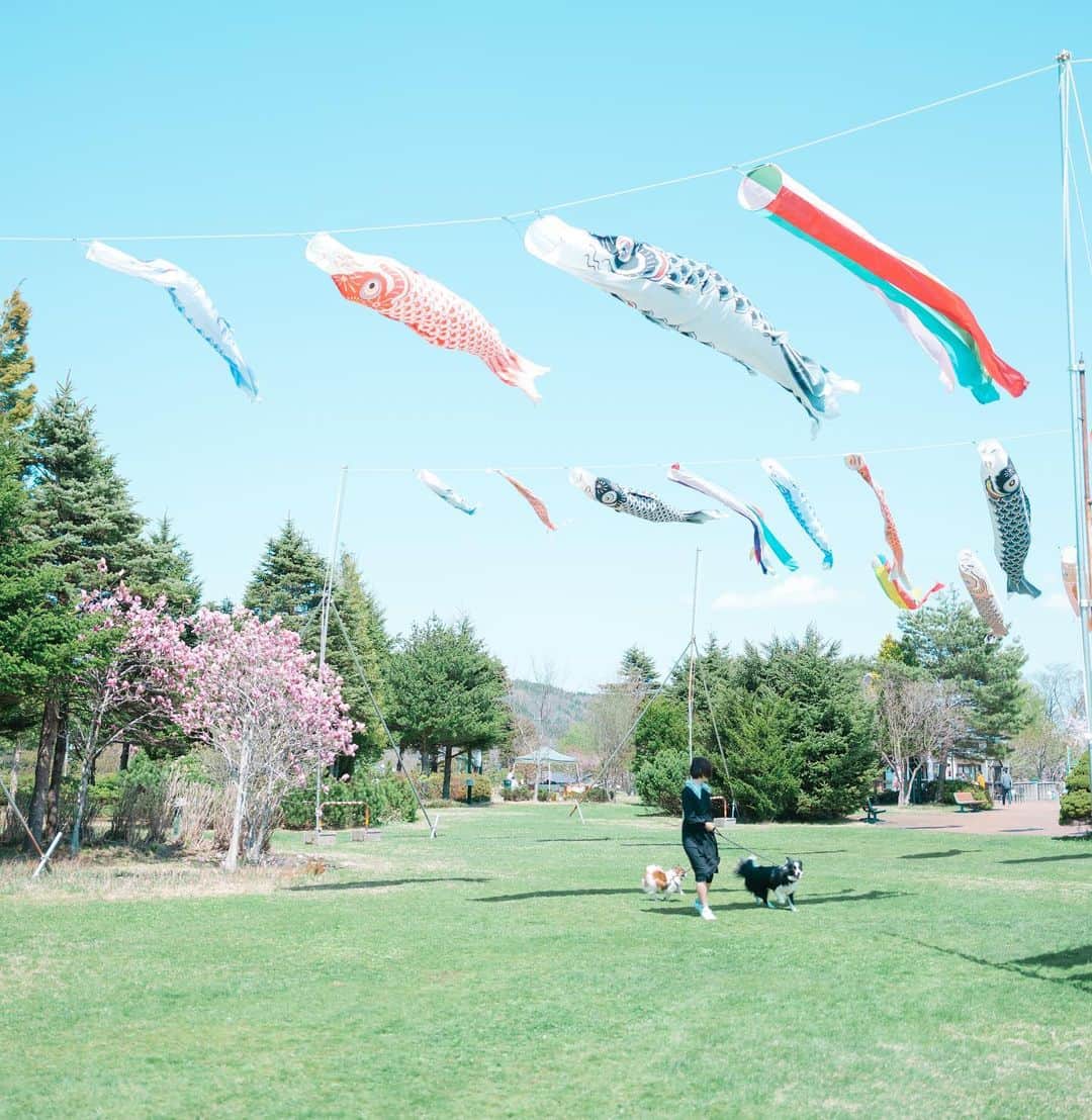 Kobe Japan Water artのインスタグラム：「"Swimming in the air🐟" . 🐟の下ではしゃぐ🐶. －－－－－－－－－－－－－ －－－－－－. 最近テニス熱が再燃してます🎾初心者の方含め神戸あたりでテニス興味ある人ぜひ連絡ください！一緒にしましょう😊✨(できればテニス後撮影も).」
