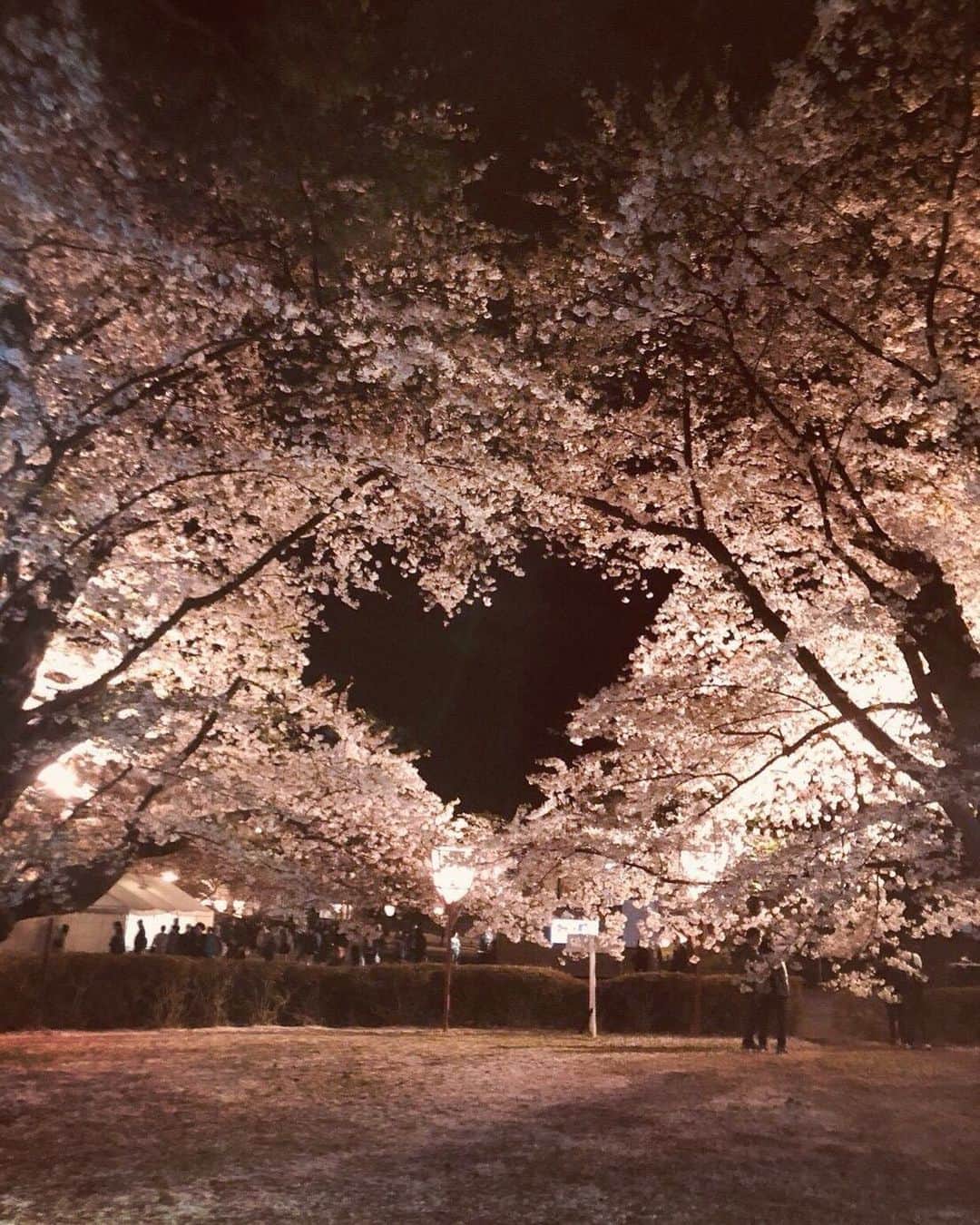 津島衣里さんのインスタグラム写真 - (津島衣里Instagram)「母の日にママから贈られてきた♥️ 私が撮った桜のハートより綺麗だよ🌸 弘前の桜は夜桜も幻想的でうるうるします。☺️ これ、撮ったのはママのお友達らしいけどネ...ひそひそ」5月14日 20時55分 - eritsushima_official