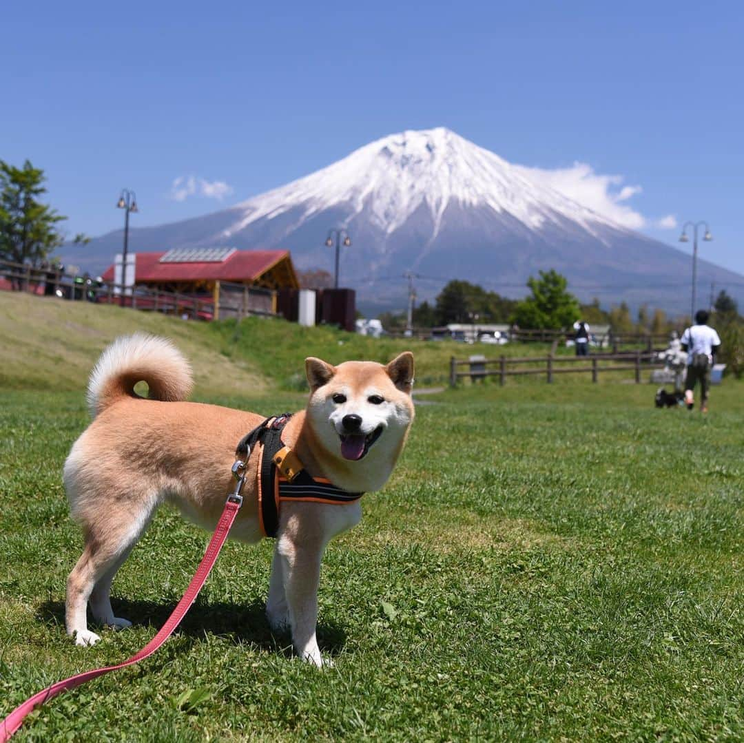 がんちゃんのインスタグラム