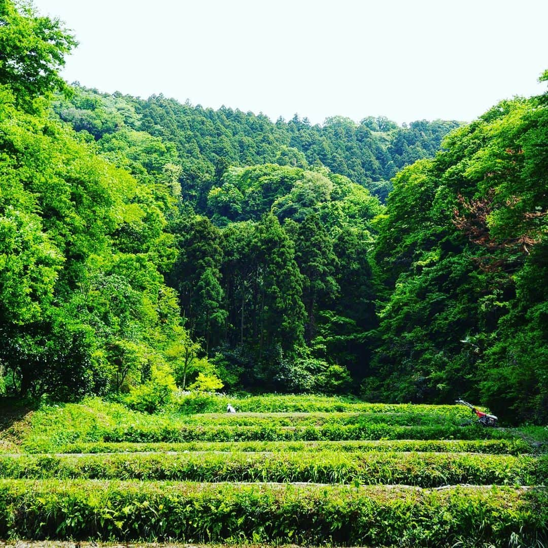 Hiroe Hiranoさんのインスタグラム写真 - (Hiroe HiranoInstagram)「#葉山ライフ 🌳🌳🌳 週末は、仲良しファミリーの自宅でバーベキューを🌱 美味しすぎて、幸せすぎて１日ポーッとしてましたわ（笑）❤️ , 近くの田んぼへサクッと散歩したところ。 自然に満ち溢れていて感動した⭐️ 相方さんは、緑と鳥のさえずりの音を録音🎤 飛行機で聞くらしい✈️😆 . 都会からも1時間ほどで行けて、⛰🏖 海と山が近いこのエリアの魅力にハマっております。 あー引っ越してきてよかった✨ . そういう意味でもカリフォルニアと似てる。 月末からまたLA戻るので、その時間も楽しみだな⭐️ . その前に。ミッションのため、 明日から東京からスタートして、日本を動き回ります🇯🇵 . 週明けからガッツリ仕事モード入っております💻 色々やりたい事がありまして😆 さ、お風呂でも入ってデトックス❗️ . #hiroestyles #hiroecali #organic #オーガニック #health #健康 #lifestyle #wellness #wellbeing #平野宏枝 #ウェルネス #ウェルビーイング #葉山 #緑 #木 #🌳 #紅葉は新緑派 わたしの声入ってるけどごめん。自然の音に癒されてくださいまし」5月14日 21時04分 - hiroe_hirano