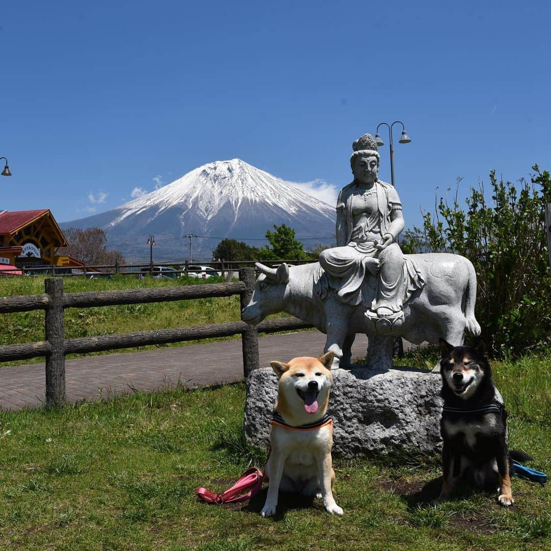 がんちゃんさんのインスタグラム写真 - (がんちゃんInstagram)「#てんタッキー富士山の旅  2019年5月8日  河口湖から朝霧高原へ。 #富士ミルクランド へ行ってみました。 小さい動物園があって、てんタッキーとも興味津々👀 ペット可のコテージもあり今回泊まったWoofさんと、こちらのコテージとどちらにしようか迷ったんですよね〜🧐(4枚目) 美味しいジェラートをてんタッキーにもおすそ分け♪」5月14日 21時04分 - kota2ann