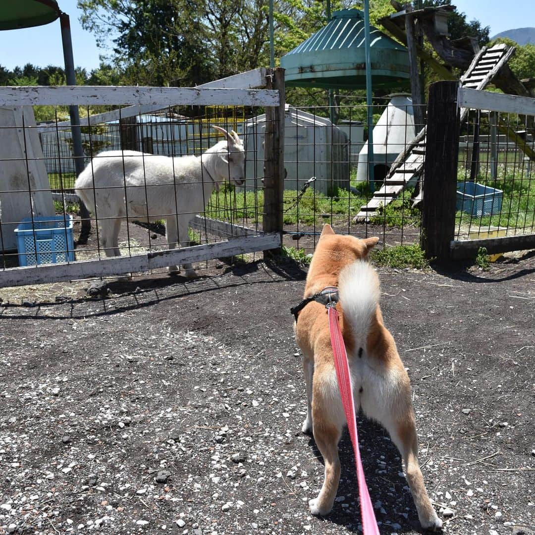 がんちゃんさんのインスタグラム写真 - (がんちゃんInstagram)「#てんタッキー富士山の旅  2019年5月8日  河口湖から朝霧高原へ。 #富士ミルクランド へ行ってみました。 小さい動物園があって、てんタッキーとも興味津々👀 ペット可のコテージもあり今回泊まったWoofさんと、こちらのコテージとどちらにしようか迷ったんですよね〜🧐(4枚目) 美味しいジェラートをてんタッキーにもおすそ分け♪」5月14日 21時04分 - kota2ann