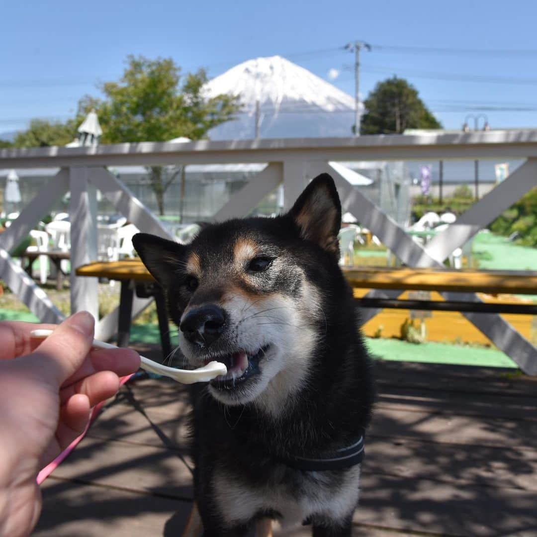 がんちゃんさんのインスタグラム写真 - (がんちゃんInstagram)「#てんタッキー富士山の旅  2019年5月8日  河口湖から朝霧高原へ。 #富士ミルクランド へ行ってみました。 小さい動物園があって、てんタッキーとも興味津々👀 ペット可のコテージもあり今回泊まったWoofさんと、こちらのコテージとどちらにしようか迷ったんですよね〜🧐(4枚目) 美味しいジェラートをてんタッキーにもおすそ分け♪」5月14日 21時04分 - kota2ann