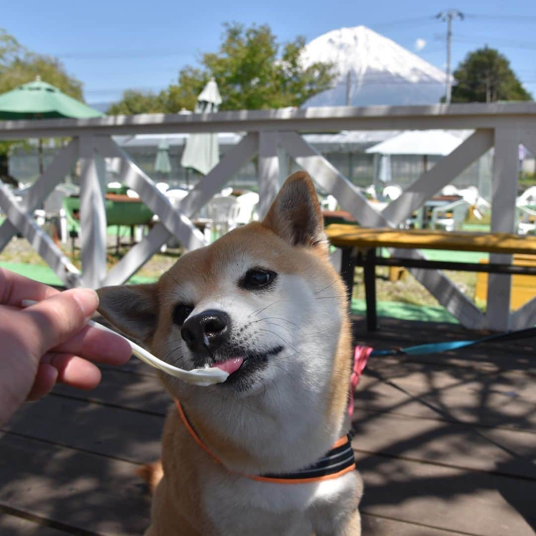 がんちゃんさんのインスタグラム写真 - (がんちゃんInstagram)「#てんタッキー富士山の旅  2019年5月8日  河口湖から朝霧高原へ。 #富士ミルクランド へ行ってみました。 小さい動物園があって、てんタッキーとも興味津々👀 ペット可のコテージもあり今回泊まったWoofさんと、こちらのコテージとどちらにしようか迷ったんですよね〜🧐(4枚目) 美味しいジェラートをてんタッキーにもおすそ分け♪」5月14日 21時04分 - kota2ann