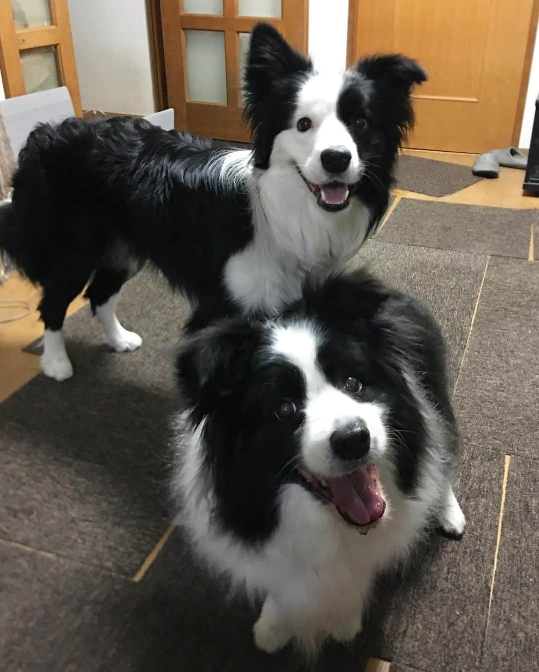 犬バカ部宣伝部長さんのインスタグラム写真 - (犬バカ部宣伝部長Instagram)「🐼そらとパクチー🐼﻿ もぉーまだまだおこちゃまパクチー😍﻿ 遊んで遊んでって昔のハイパーな時のそらを思い出す🥺💕﻿ 2人ワンプロはしないけど、ガウらないから安心だね🐼💕﻿ ﻿ #犬バカ部﻿ #bordercollie﻿ #ボーダーコリー ﻿ #そらパクチー」5月14日 21時05分 - umetaturou