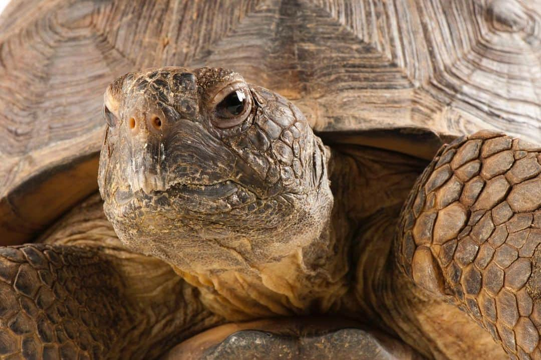 Joel Sartoreさんのインスタグラム写真 - (Joel SartoreInstagram)「Gopher tortoises like this one @zooatl got their name because of their ability to dig large, deep burrows similar to gopher holes. These burrows aren’t just important shelter for the tortoises –they're often taken over by other species living in the same area, making gopher tortoises a key player in ensuring the survival of many other animals native to the southern U.S.. Unfortunately, collisions with vehicles are a major threat to these tortoises, as many individuals have to cross roadways in order to forage, find mates, or build a new home. If you live in a state that the gopher tortoise calls home check out the link in my bio to learn best practices and how you can report a sighting. #tortoise #gophertortoise #brakeforwildlife #vulnerablespecies #photoark #savetogether」5月14日 21時09分 - joelsartore