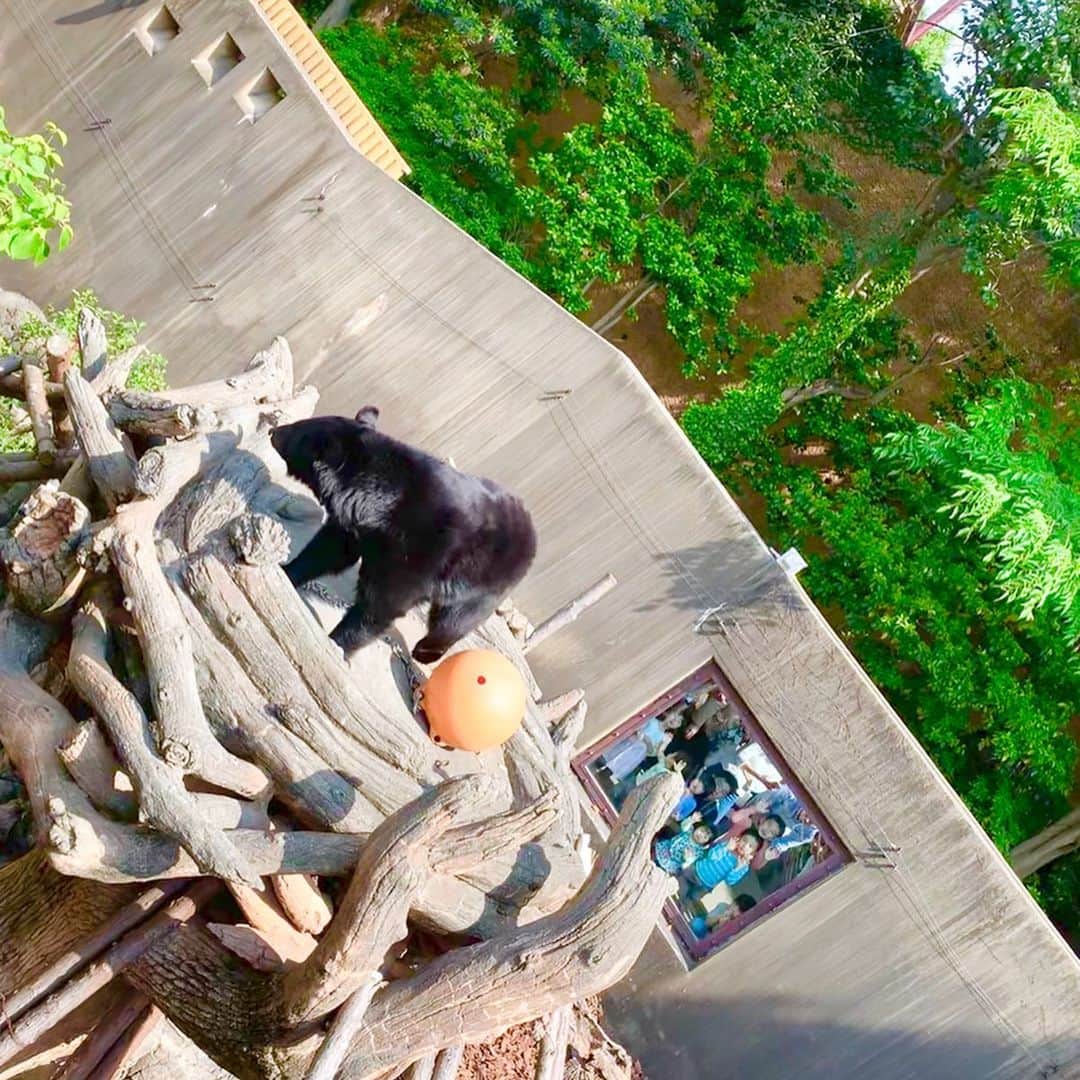 桜井未来さんのインスタグラム写真 - (桜井未来Instagram)「息子が1番喜んで、私達も1番面白かったのは、意外にもツキノワグマでした😂💓 熊って運動神経良いのね！ 高い細い枝の上に置かれた餌をひょいひょい取って食べていくから、ビックリしちゃいました😂✨（笑） ご飯タイムのクマさん🐻オススメです😊✨ ・ ・ #ツキノワグマ #動物園 #上野 #上野動物園 #パンダ #zoo #ママ #男の子ママ #子育て #成長記録 #baby #ママ友募集 #赤ちゃんのいる生活 #ママサークル #ママイベント #ママ会 #都内ママ #ベビスタグラム #mamagirl #ベビフル #コドモダカラ #コドモノ #ママリ#親バカ部」5月14日 21時11分 - miki.sakurai0214