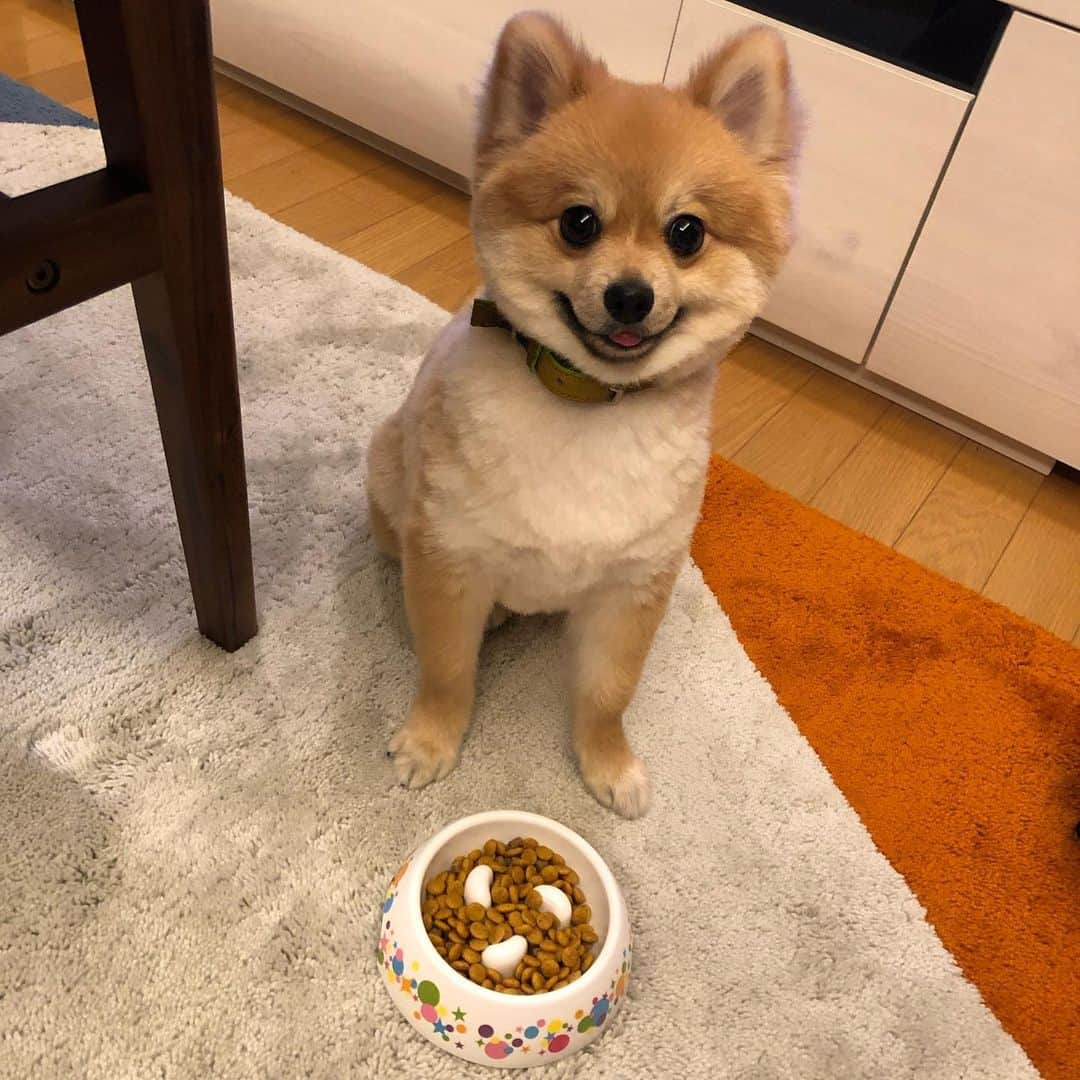 HIROKAZさんのインスタグラム写真 - (HIROKAZInstagram)「つなの毛 短くしたった！  最後の写真がビフォー🐕  #ポメラニアン #pomeranian」5月14日 21時14分 - hirokaz04ls