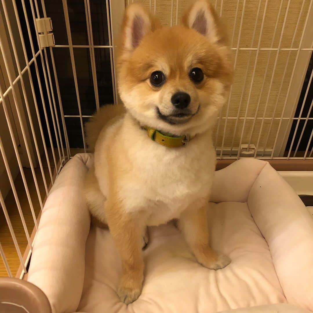 HIROKAZさんのインスタグラム写真 - (HIROKAZInstagram)「つなの毛 短くしたった！  最後の写真がビフォー🐕  #ポメラニアン #pomeranian」5月14日 21時14分 - hirokaz04ls