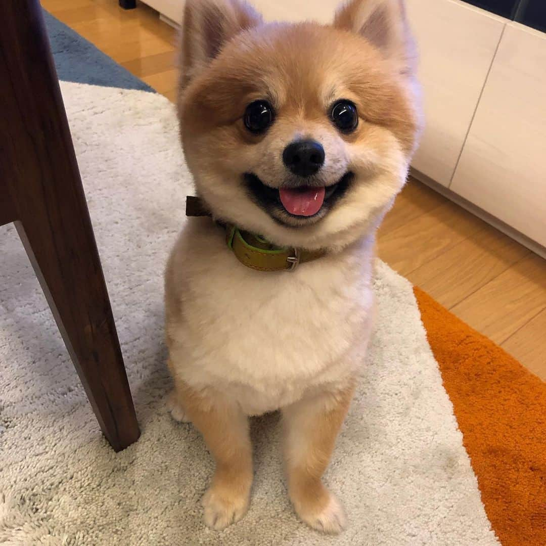 HIROKAZさんのインスタグラム写真 - (HIROKAZInstagram)「つなの毛 短くしたった！  最後の写真がビフォー🐕  #ポメラニアン #pomeranian」5月14日 21時14分 - hirokaz04ls