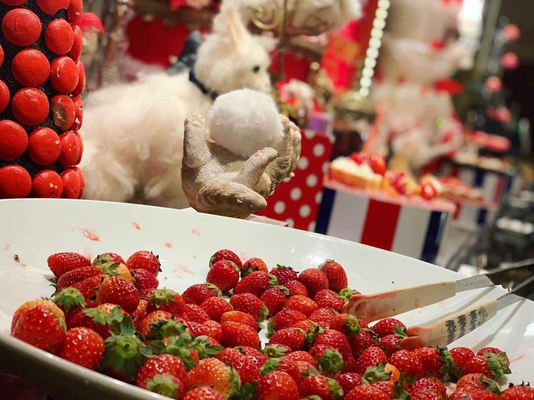 横町ももこさんのインスタグラム写真 - (横町ももこInstagram)「💖 . strawberry sweets buffet🍓 . 数ヶ月前から予約してたの〜🥰 . どれもかわいかったし美味しかった😋❤️ . 多分スイーツだけで4皿は食べたかな🍰💨 さすがにお腹いっぱい🤪❤️ . . #strawberrybuffet#ヒルトン東京#マーブルラウンジ#ストロベリーcatsコレクション#cats#猫#strawberry#strawberrysweets#ストロベリービュッフェ#スイーツビュッフェ#スイーツバイキング#strawberrycake#hilton#tokyo# sweets#食べスタグラム#インスタ映え#インスタ映えスイーツ#cafe#いちご#딸기#デザートビュッフェ#yummy#happy#cute#kawaii#かわいい#女子会 #japan#japanesemodel#model」5月14日 21時24分 - momochadayo