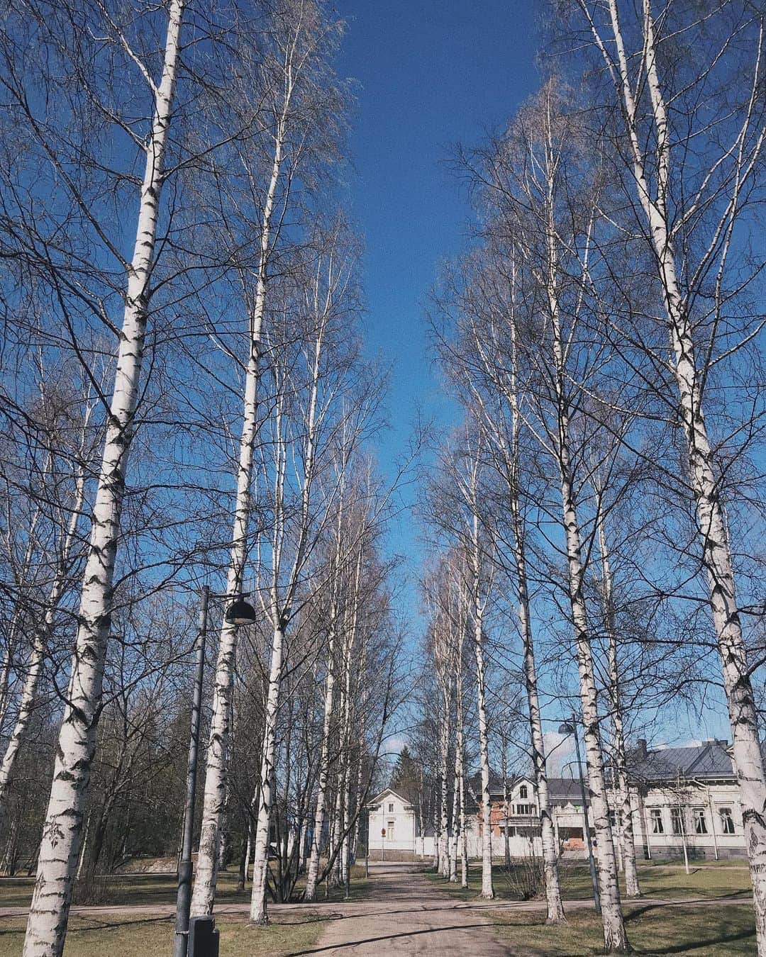名倉七海さんのインスタグラム写真 - (名倉七海Instagram)「. . good weather #finland #oulu #visitoulu #nature #tree .」5月14日 21時22分 - nanaminagura