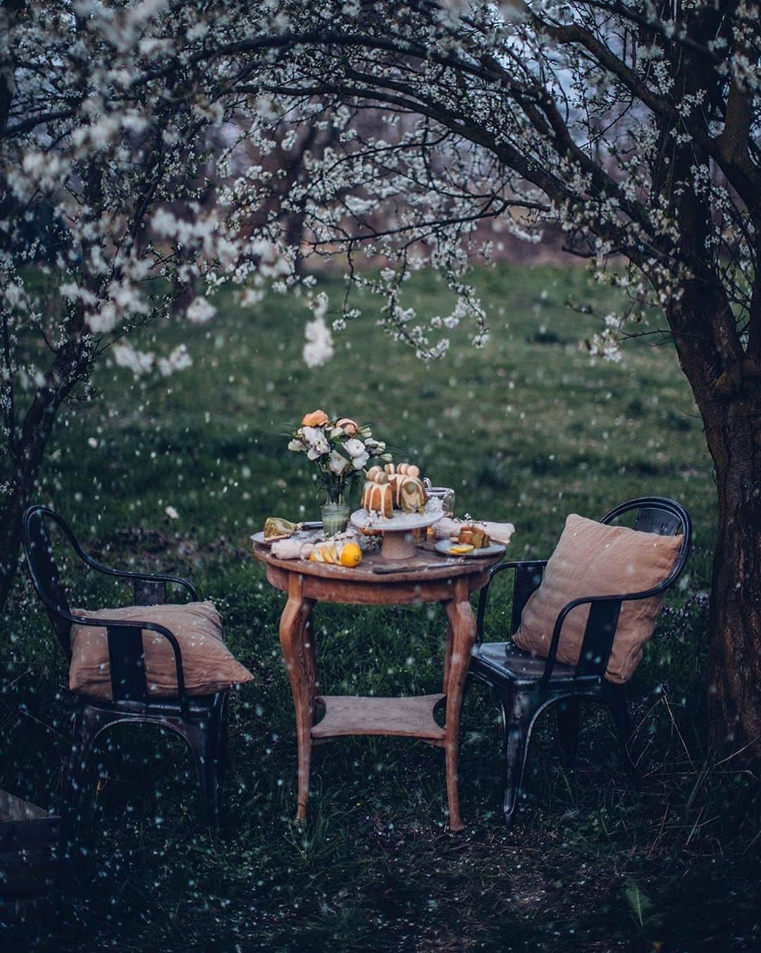 Our Food Storiesさんのインスタグラム写真 - (Our Food StoriesInstagram)「One of our favorite trees in the garden is this wonderful plum tree. There were so many blossoms this spring, really looking forward to some juicy plums later this year 👩🏼‍🌾👩🏼‍🌾 #ourfoodstories_countryside  ____ #gardeninspiration #gardenlife #germanfoodblogger #huffposttaste #springvibes #vogueliving #fellowmag #saveurmag #momentslikethis #glutenfreerecipes #glutenfri #glutenfrei #gatheringslikethese」5月14日 21時34分 - _foodstories_