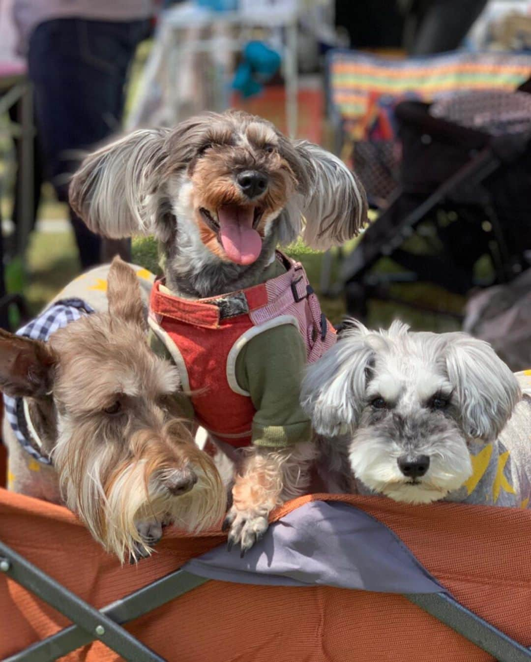 優姫ゆいなさんのインスタグラム写真 - (優姫ゆいなInstagram)「#髭犬祭 に今年も行けました💗 ずっとファンのSHAL.Fさんで夏服の注文できたし✨ 髭犬祭はシュナウザーのイベントで、私が毎年いってるんだ😊🍓 今年はらんちゃんだけじゃなくて、りん、さつき、ハリーも一緒✨✨ らんとりんの違いは耳の毛の長さ💗 @shalt  シャル兄様もファビちゃんも可愛すぎてたまんなかった😭💗 そして兄様機嫌よくて写真も撮れたので満足😤💕💕 ファビちゃん以外カメラ見てもらえなかったけど😂✨ ☆ ☆ #ヴェルージュ#verouge#東京#新宿#歌舞伎町#名古屋#栄#錦#岐阜県#岐阜市#柳ヶ瀬#多治見市#キャバクラ#キャバ嬢#love#お酒#アルコール#follow#Instagram#ゆいな#優姫ゆいな#コスプレ#レイヤー」5月14日 21時28分 - yuina_az