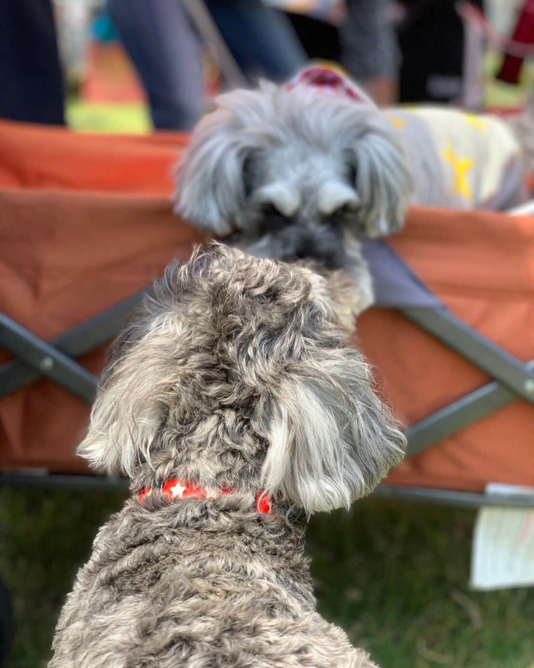 優姫ゆいなさんのインスタグラム写真 - (優姫ゆいなInstagram)「#髭犬祭 に今年も行けました💗 ずっとファンのSHAL.Fさんで夏服の注文できたし✨ 髭犬祭はシュナウザーのイベントで、私が毎年いってるんだ😊🍓 今年はらんちゃんだけじゃなくて、りん、さつき、ハリーも一緒✨✨ らんとりんの違いは耳の毛の長さ💗 @shalt  シャル兄様もファビちゃんも可愛すぎてたまんなかった😭💗 そして兄様機嫌よくて写真も撮れたので満足😤💕💕 ファビちゃん以外カメラ見てもらえなかったけど😂✨ ☆ ☆ #ヴェルージュ#verouge#東京#新宿#歌舞伎町#名古屋#栄#錦#岐阜県#岐阜市#柳ヶ瀬#多治見市#キャバクラ#キャバ嬢#love#お酒#アルコール#follow#Instagram#ゆいな#優姫ゆいな#コスプレ#レイヤー」5月14日 21時28分 - yuina_az