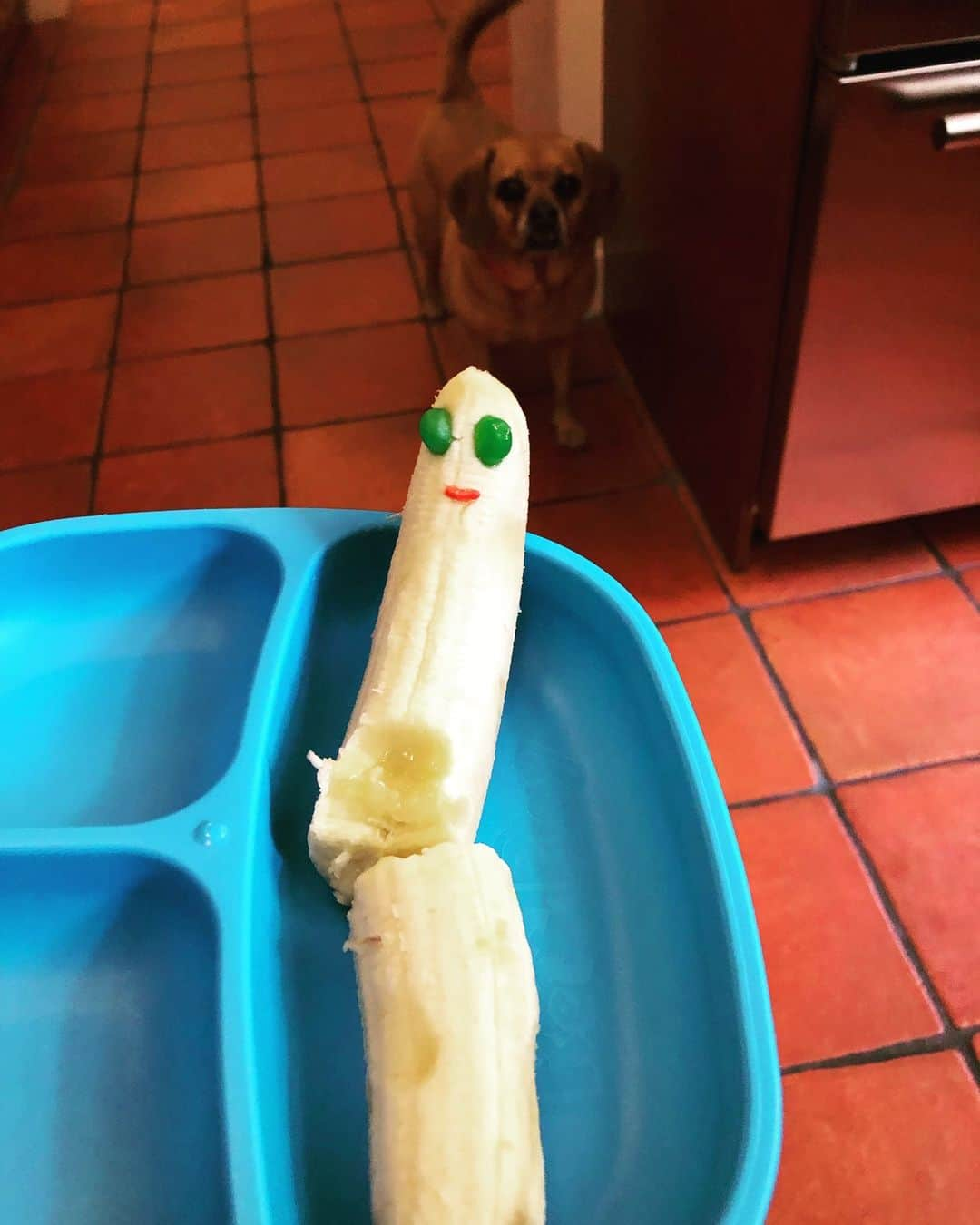 ドリュー・バリモアさんのインスタグラム写真 - (ドリュー・バリモアInstagram)「#bananaface Frankie’s new obsession. Ps the dog in the frame is named Banana too, and yet one to tag on this one」5月14日 21時35分 - drewbarrymore