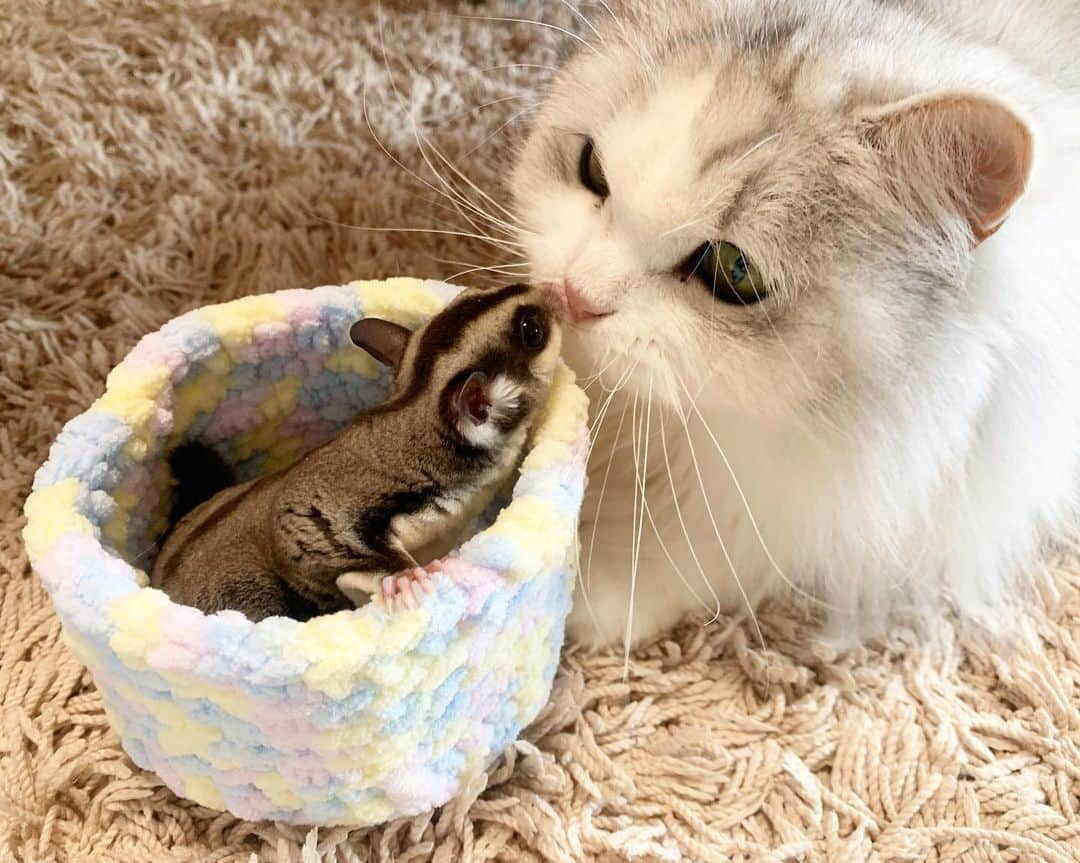 hanaのインスタグラム：「♡仲良くしてね♡  #コスケ #モモンガ . . . . #scottishfold #cat #cats #catlover #cutcats #catsnap #catstagram #cats_of_instagram #catsmosh #catsofworld #cutepetclub #ilovemycat #ig_catclub #insta_kitten #fluffy #funnycritters #fluffypack #kitty #kawaii #kawaii_cat #world_kawaii_cat #bestmeow #meowbox #happypet #bestcats_ofthdworld #thatsbabyanimals #adorble」