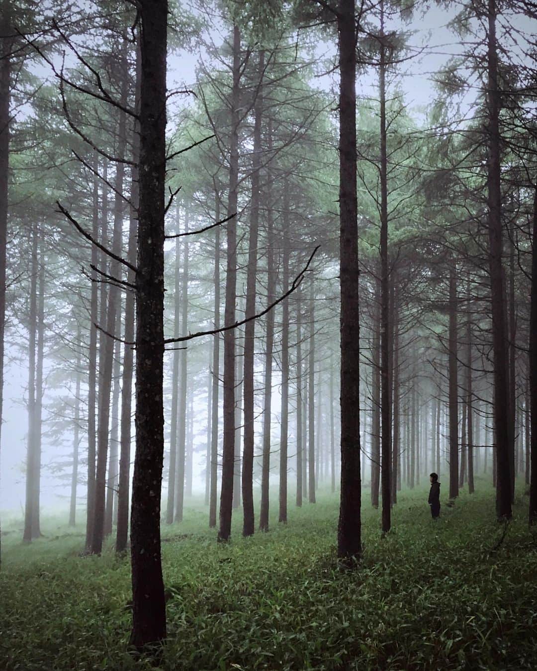 Koichiのインスタグラム：「. . Foggy forest . . #BeautifulJapan #ShotOniPhone .」