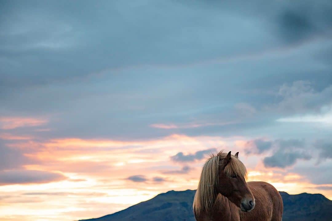National Geographic Travelさんのインスタグラム写真 - (National Geographic TravelInstagram)「Photo by @mborowick | The Icelandic horse is a unique breed of horses that came to Iceland around 1100 years ago. Archeologists in Europe have dated them to be from an ancient breed of horses that is now extinct outside of Iceland. Due to import restrictions, once an Icelandic horse leaves the country, it can never return no matter what. #iceland #horse #adventure #explore #nature」5月14日 22時03分 - natgeotravel