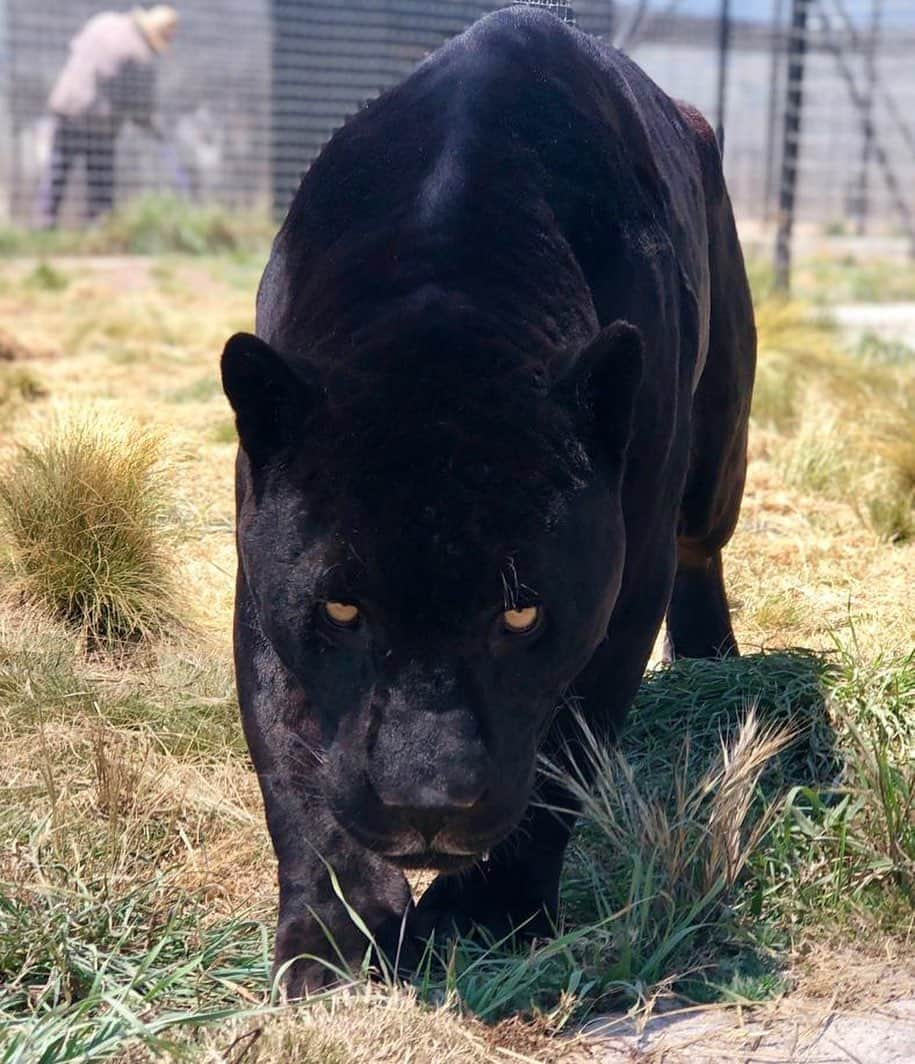 Black Jaguar-White Tiger さんのインスタグラム写真 - (Black Jaguar-White Tiger Instagram)「Power stepping into this Tuesday with more upcoming rescue missions and rehabilitation plans in the works. BJWT never sits still on our mission, which is why every time you support us, you’re helping BJWT to save more lives. Help us feed the hungry and save the abused. It’s time they learned what Love is.  #SaveOurPlanet #SupportBJWT #BJWT」5月14日 22時05分 - blackjaguarwhitetiger