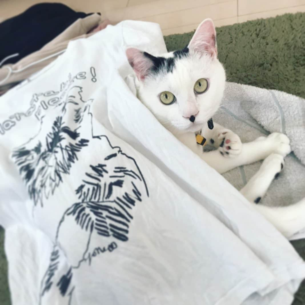 佐藤乃莉さんのインスタグラム写真 - (佐藤乃莉Instagram)「お邪魔中  #instacat #instaanimal#cat#love#family#おすし#洗濯物」5月14日 22時30分 - nori_sato_