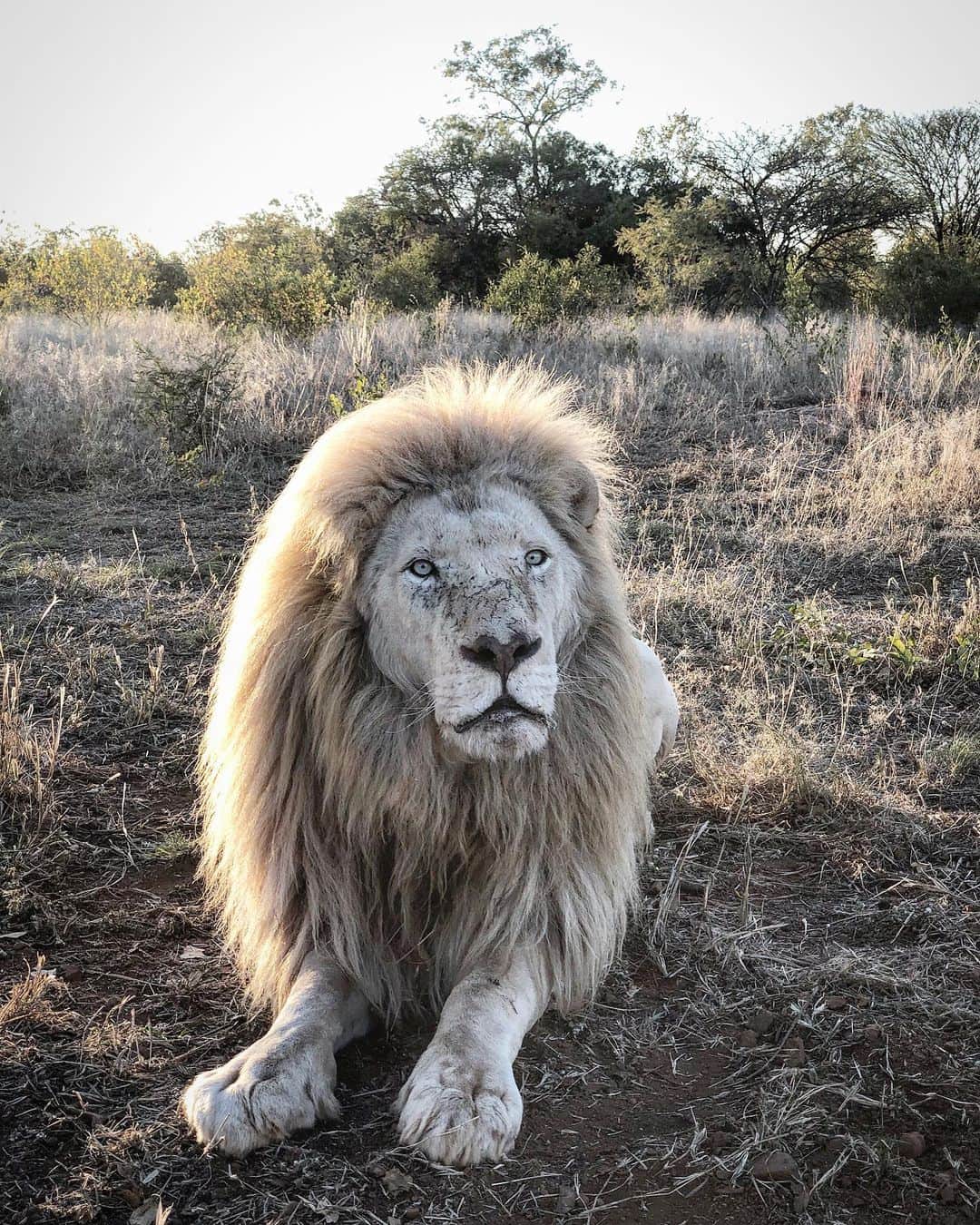 Kevin Richardson LionWhisperer さんのインスタグラム写真 - (Kevin Richardson LionWhisperer Instagram)「•Gandalf looking glorious in the early morning back light•  I’ve been asked a lot about 108 animals that were confiscated from a lion breeding farm in Lichtenberg, North West Province, (including 26 lions) as to where they’re now going to go. It’s a really good question and the short answer is I don’t know at this stage, but it begs an even bigger question as to what is the destiny of the approximately 12000 lions being kept in captive conditions for petting, walking with experiences, canned hunting and the lion bone trade, should the lion breeding industry be shut down by government? It’s a horrible thing to think about but one that we should start to give serious thought to if the industry gets snuffed out. #bancannedlionhunting #cannedlionhunting #lionbonetrade #cubpetting」5月14日 22時43分 - lionwhisperersa